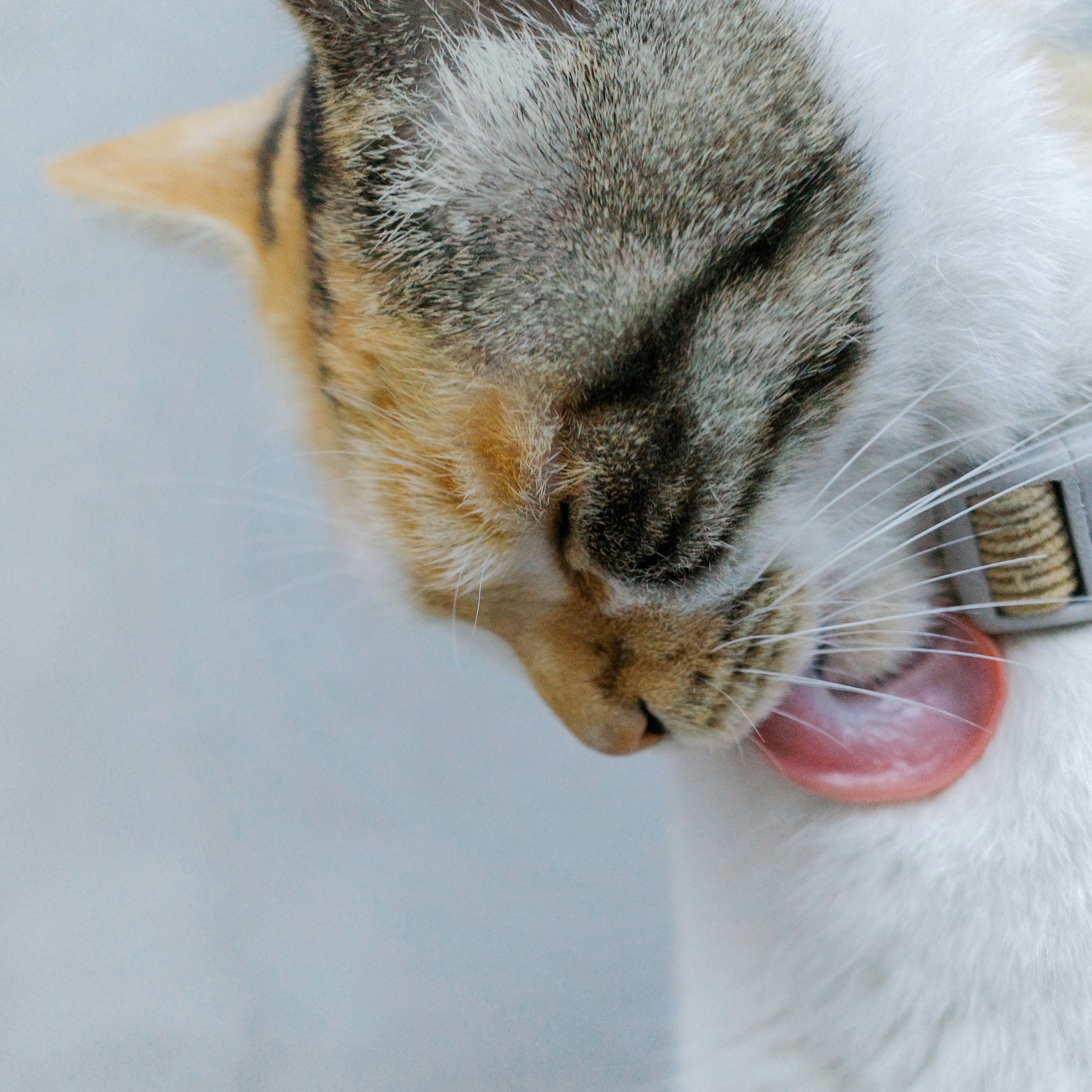 Photo by dickenslin76