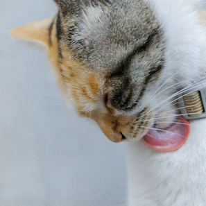 A cat with a collar licking its fur.