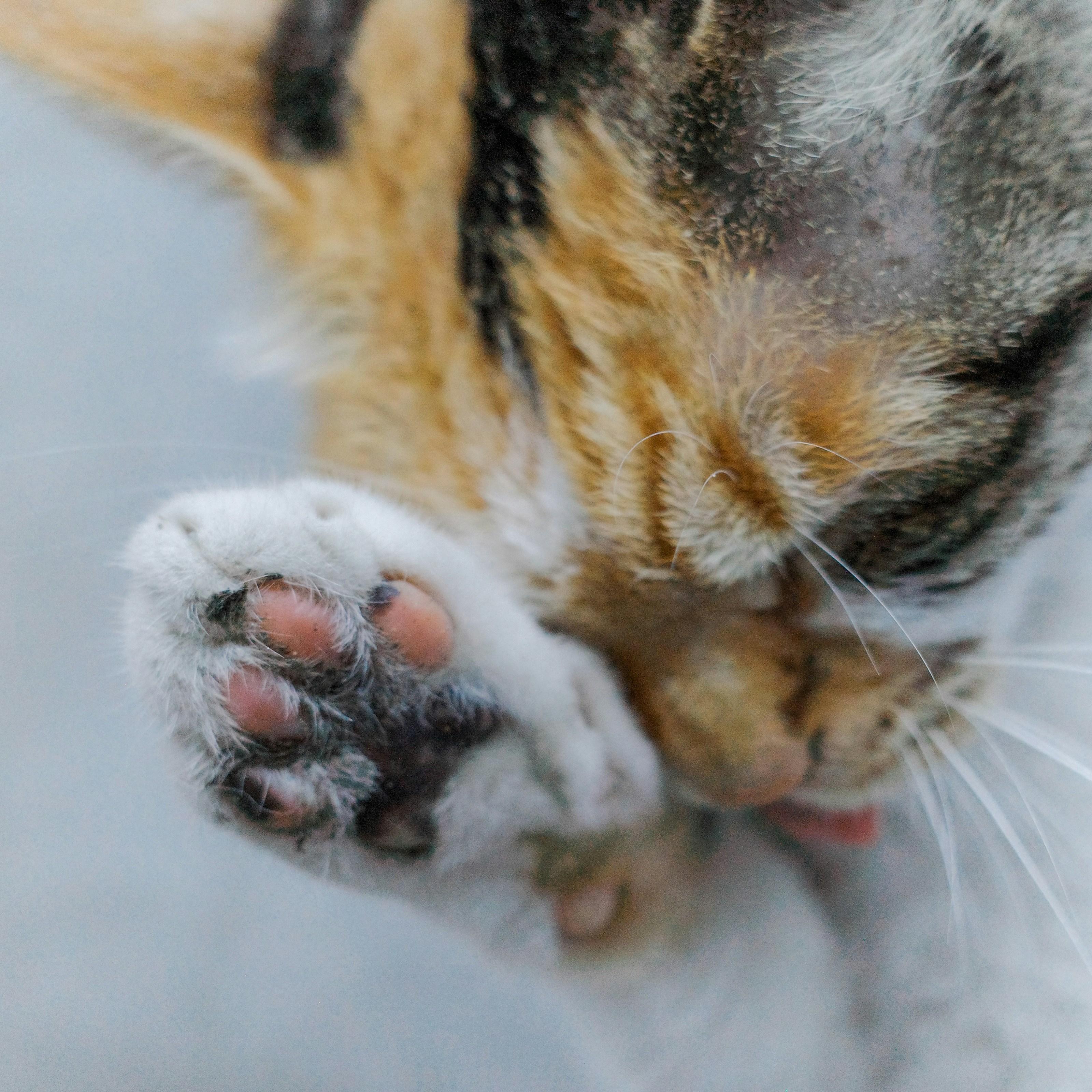 A calico cat is grooming its paw.