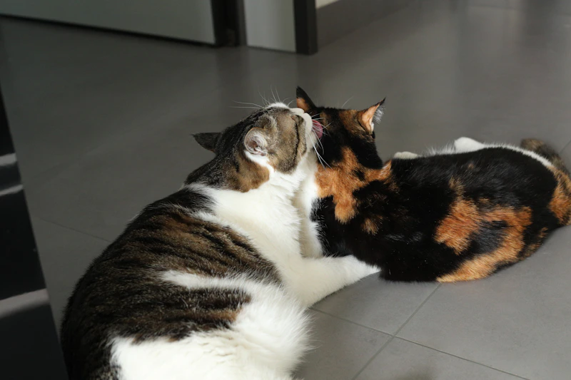 Two cats grooming each other on the floor.