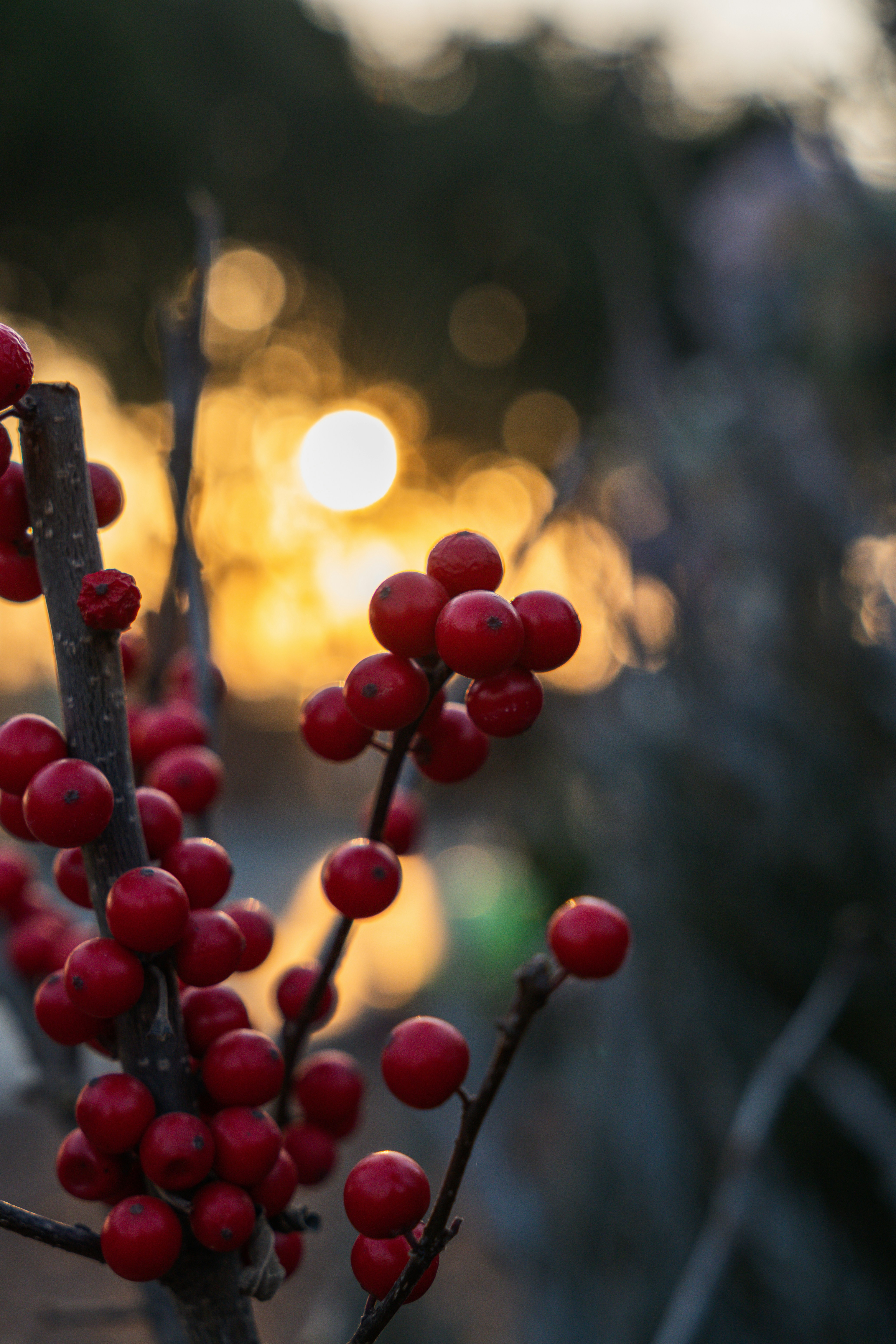 夕焼けのボケを背景に枝に置かれた赤いベリー