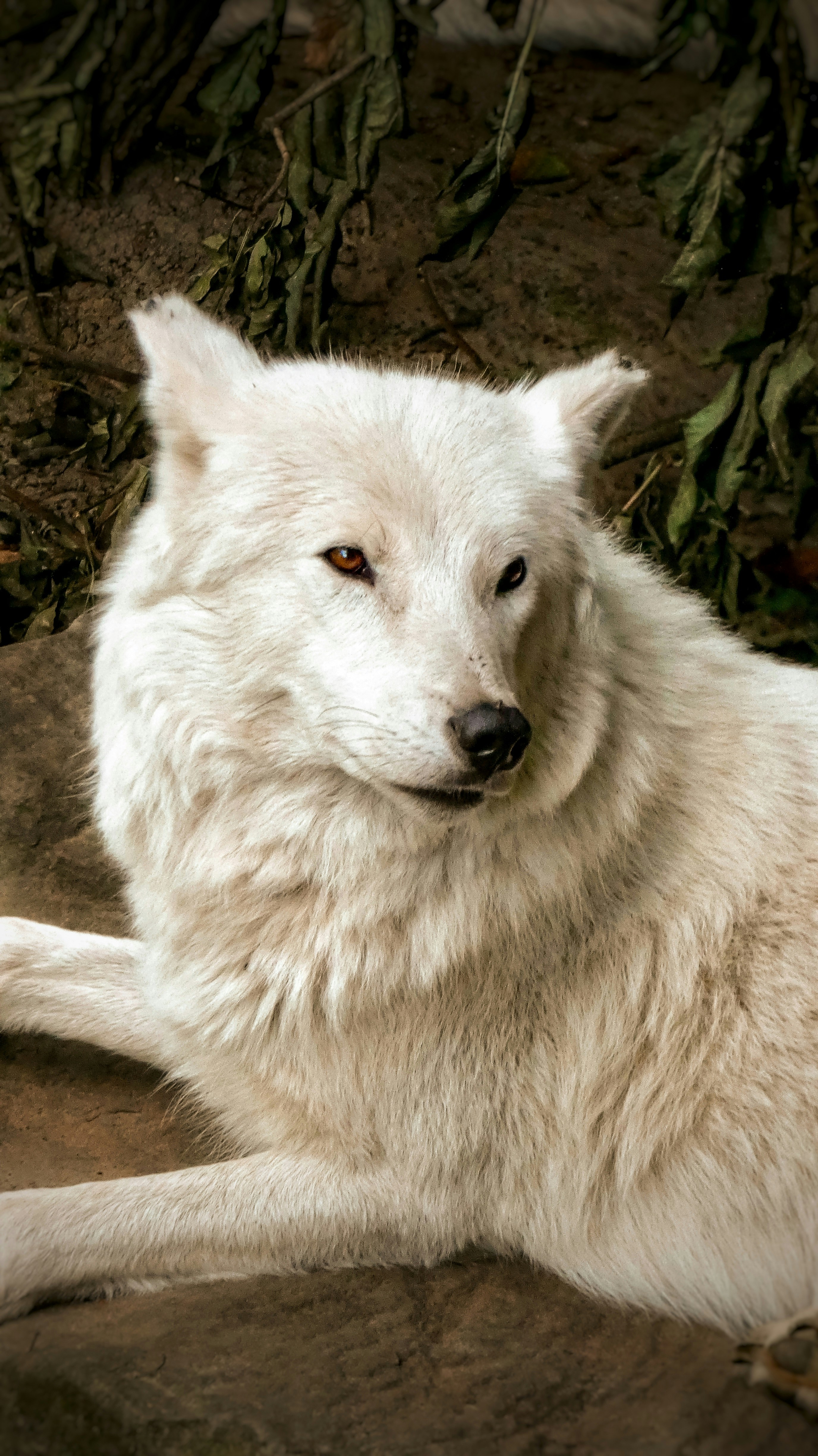 Ein weißer Wolf ruht auf dem Boden mit trockenen Blättern