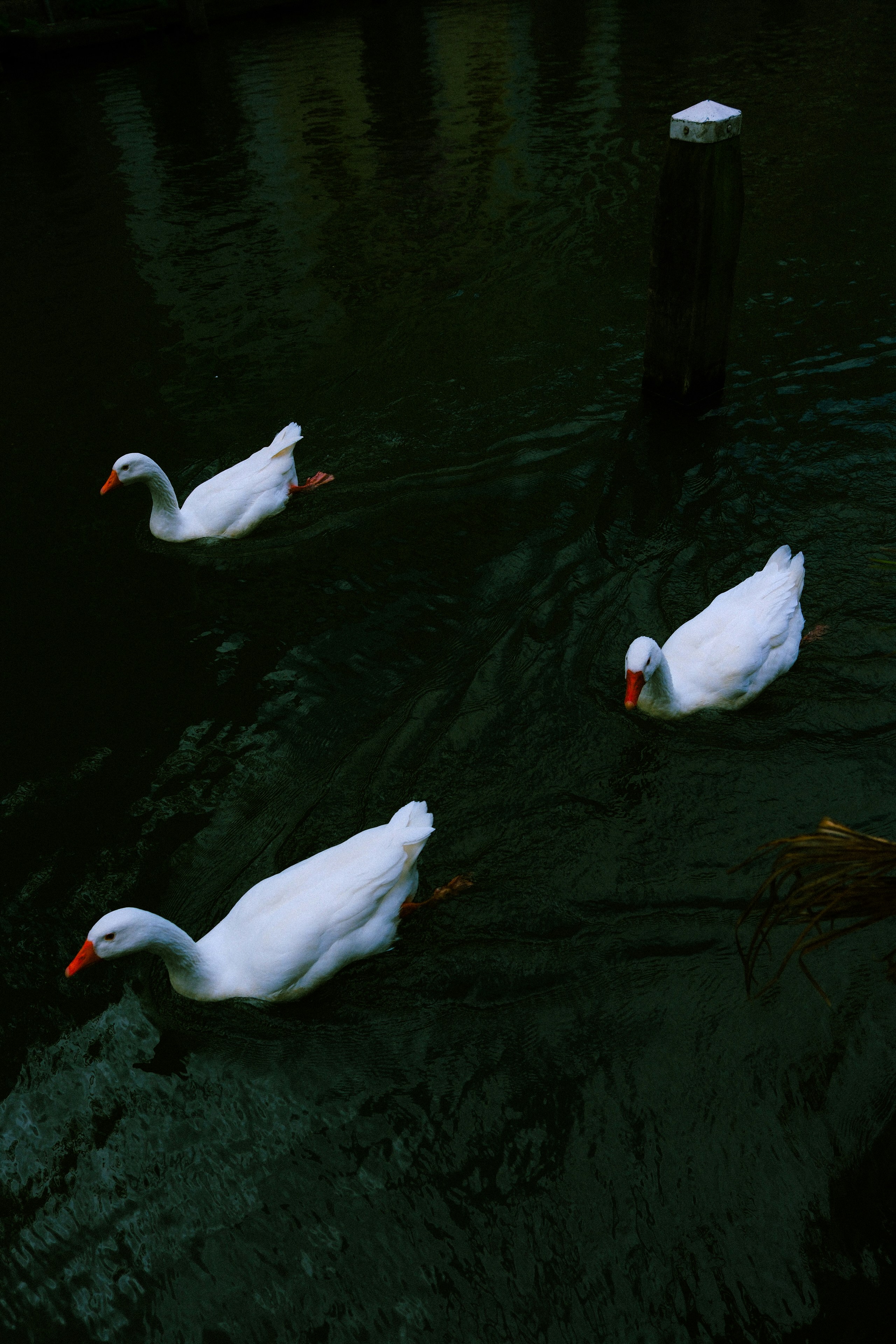 Photo by ozguryiilmaz