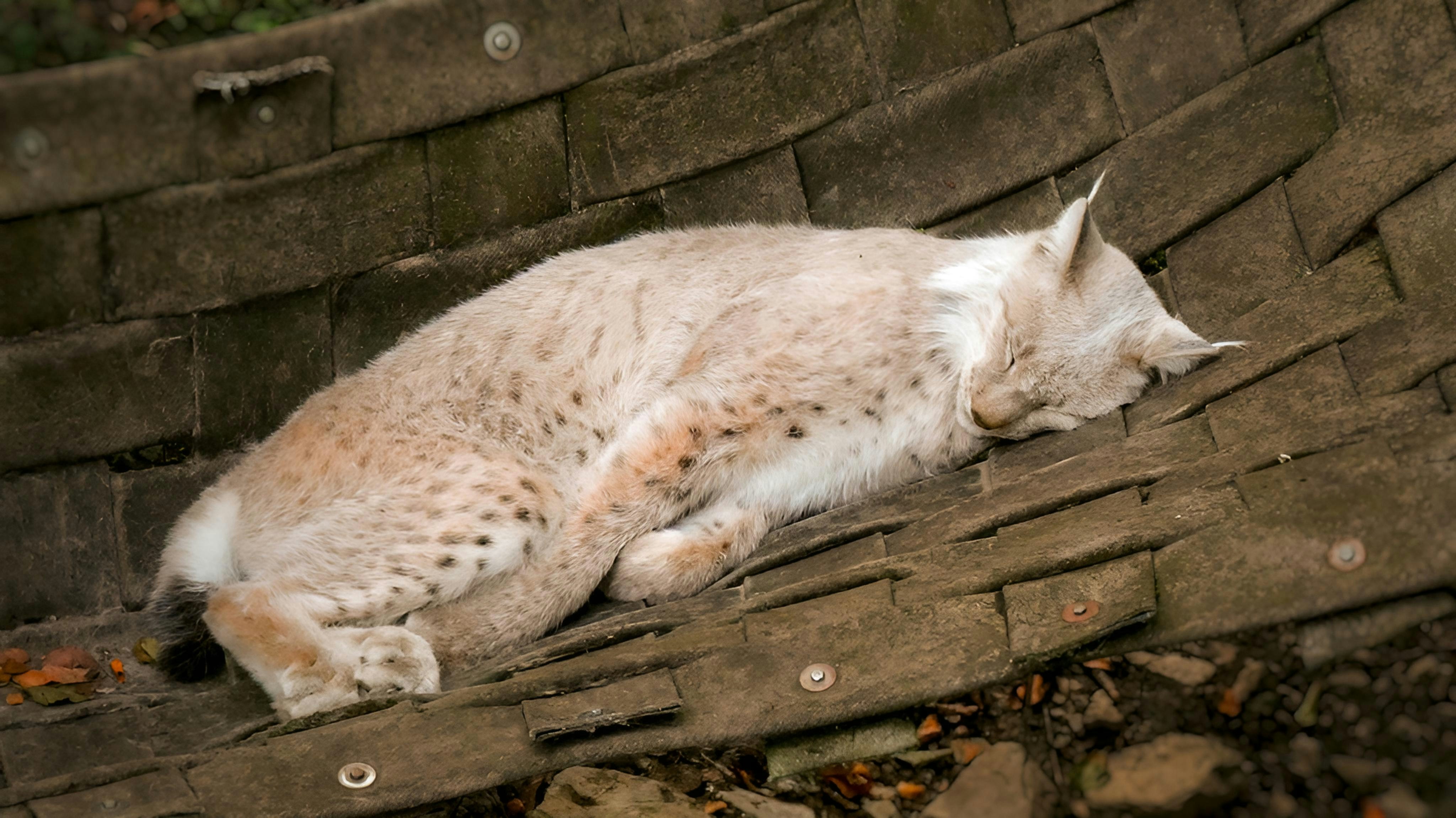 Photo by animagraphy