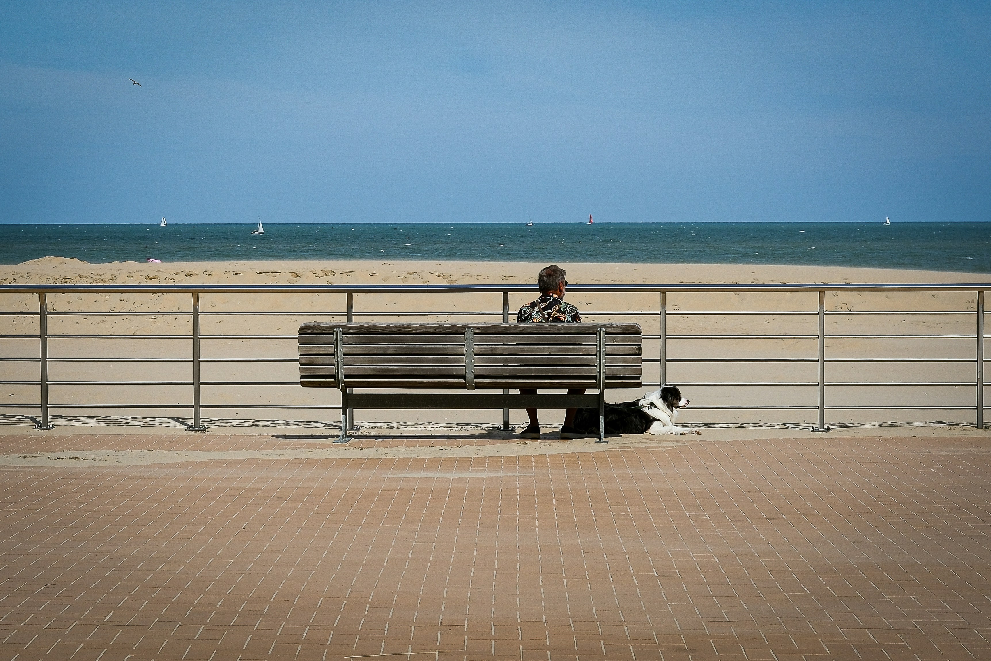 Person and dog sit on bench overlooking the ocean.
