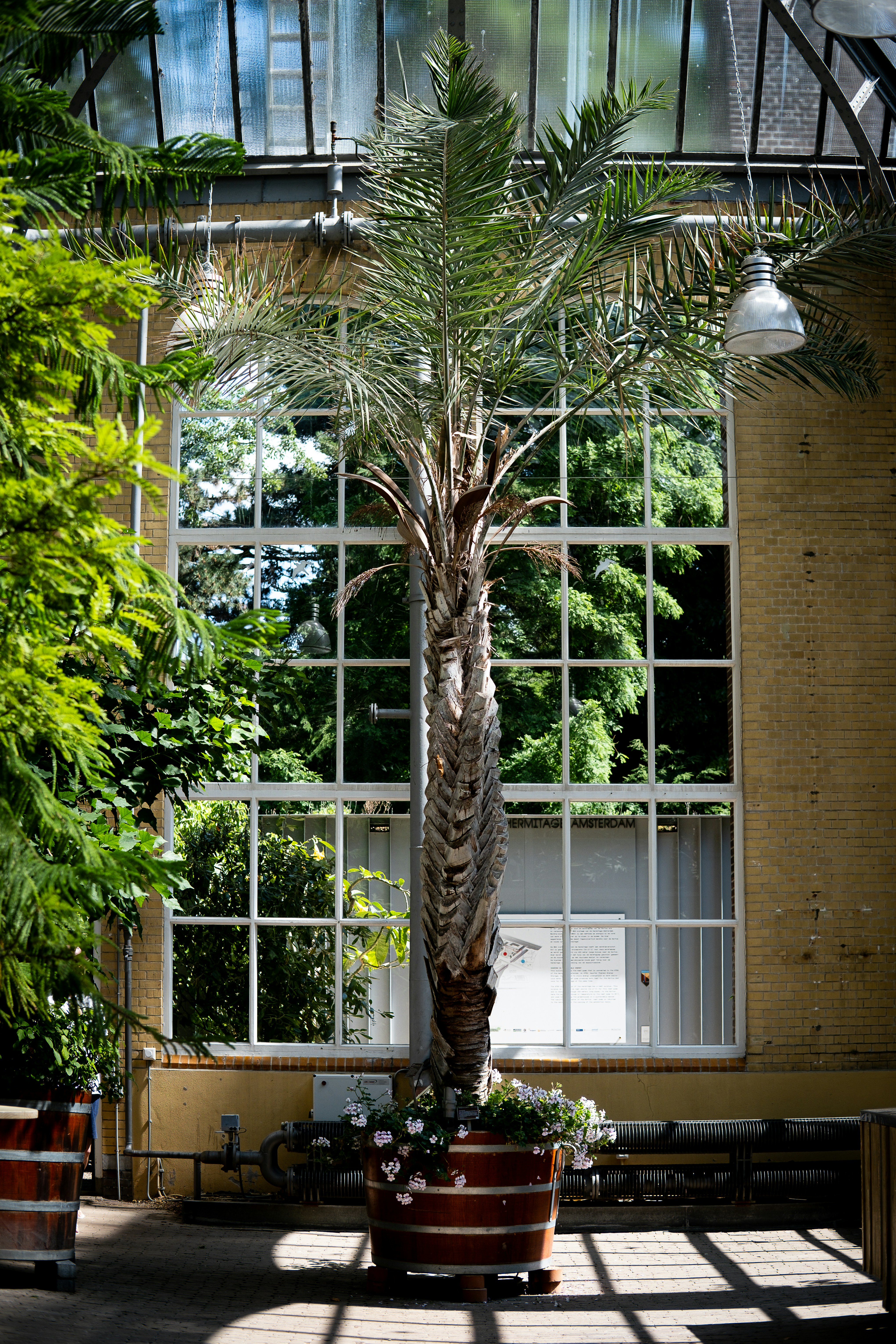 A tall palm tree in a planter indoors.