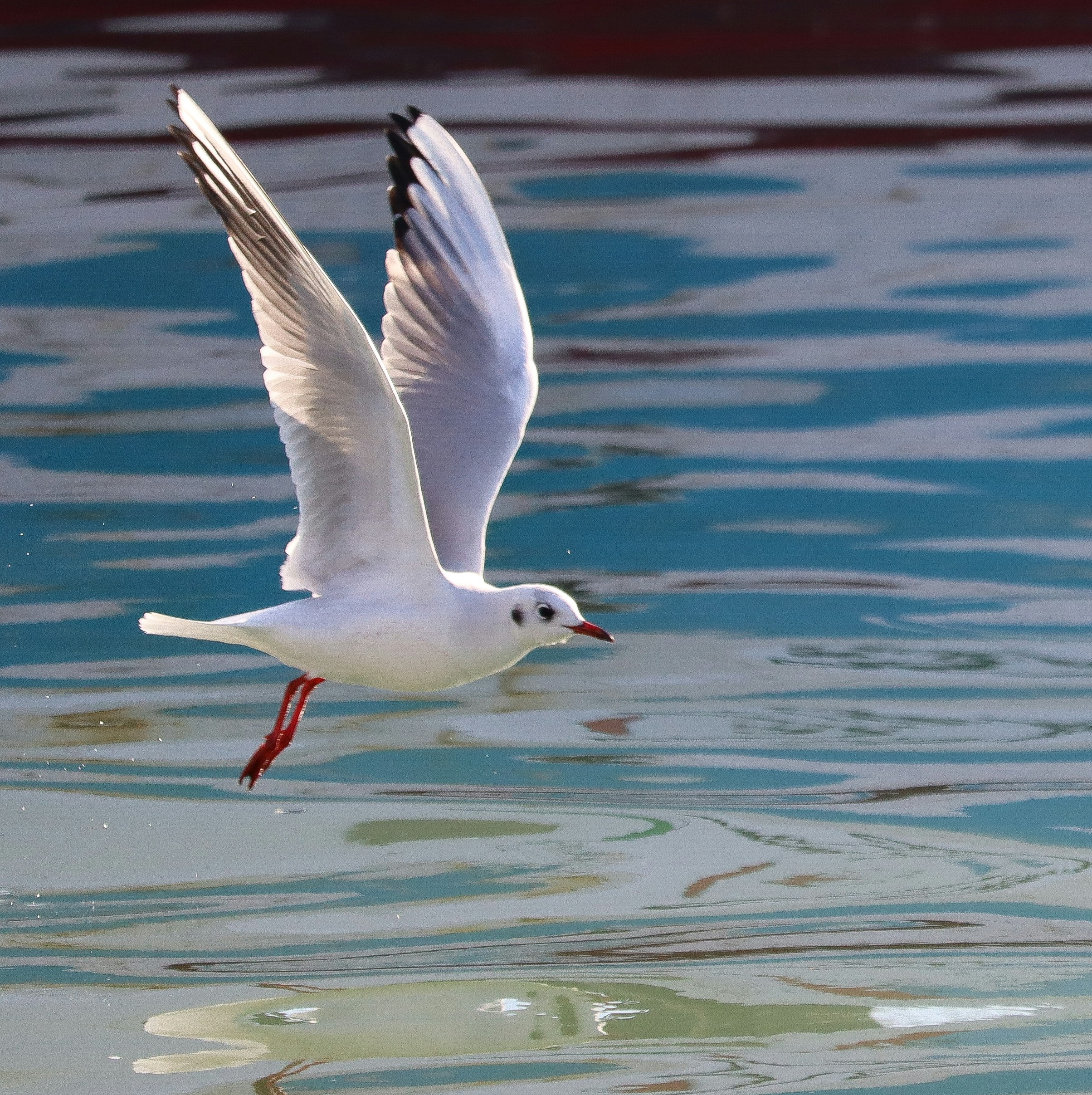 A seagull flies gracefully over the water.