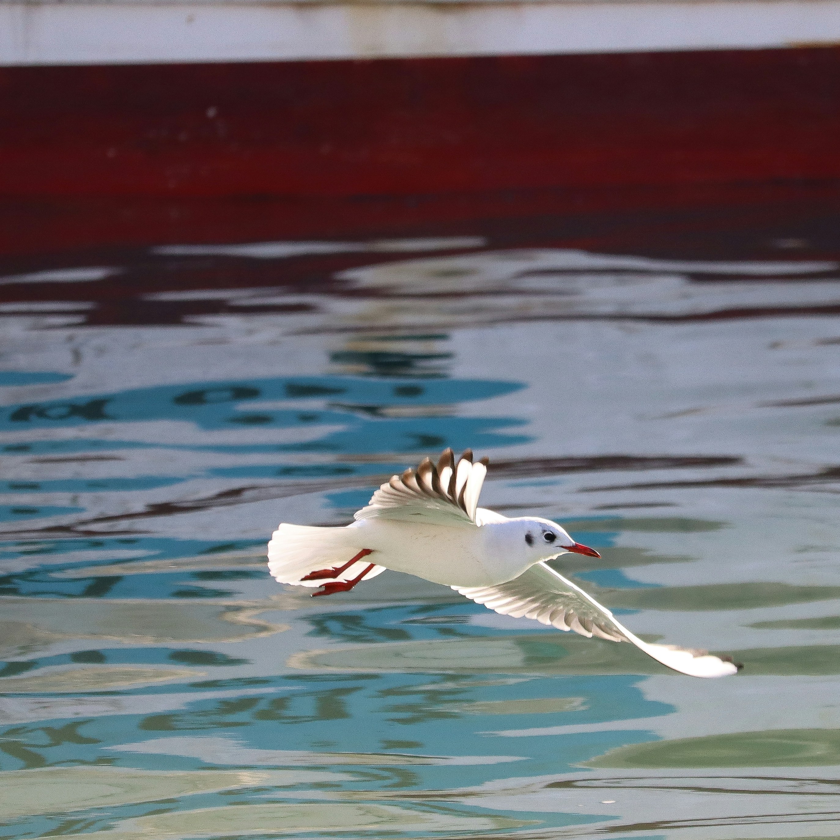 A seagull flies over rippling blue water.
