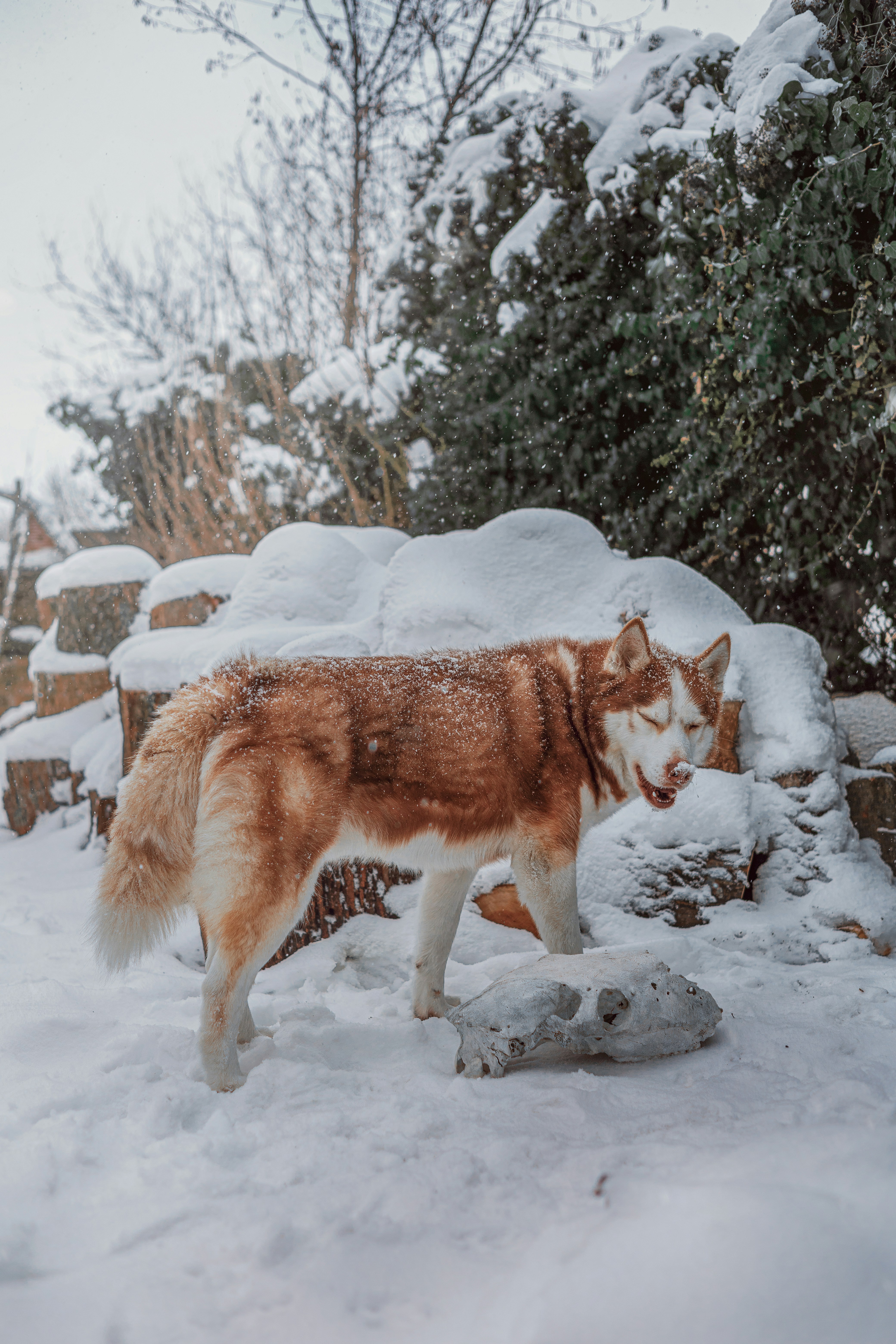 Um cachorro husky fica na neve