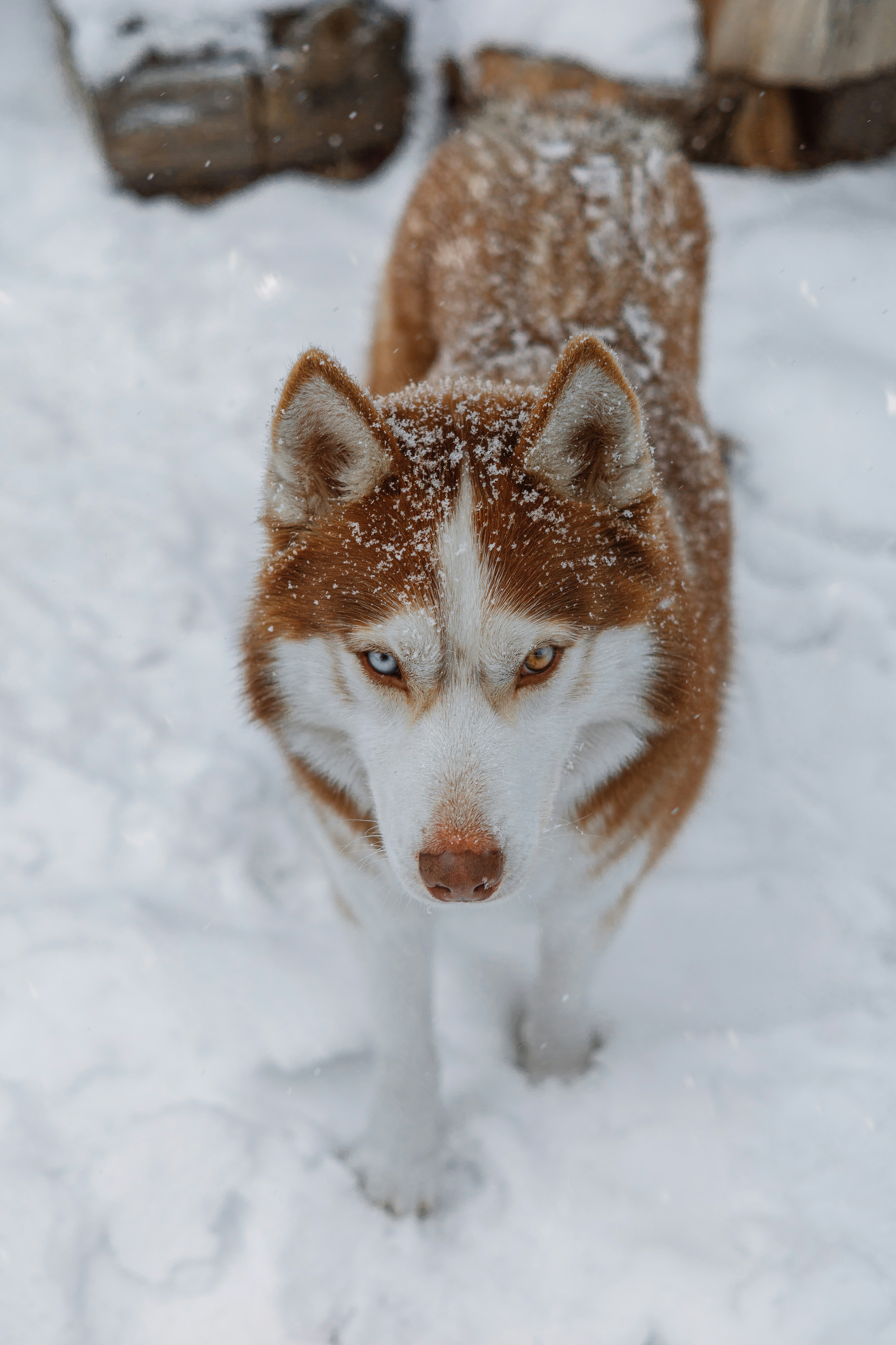 Photo by roscoadrian