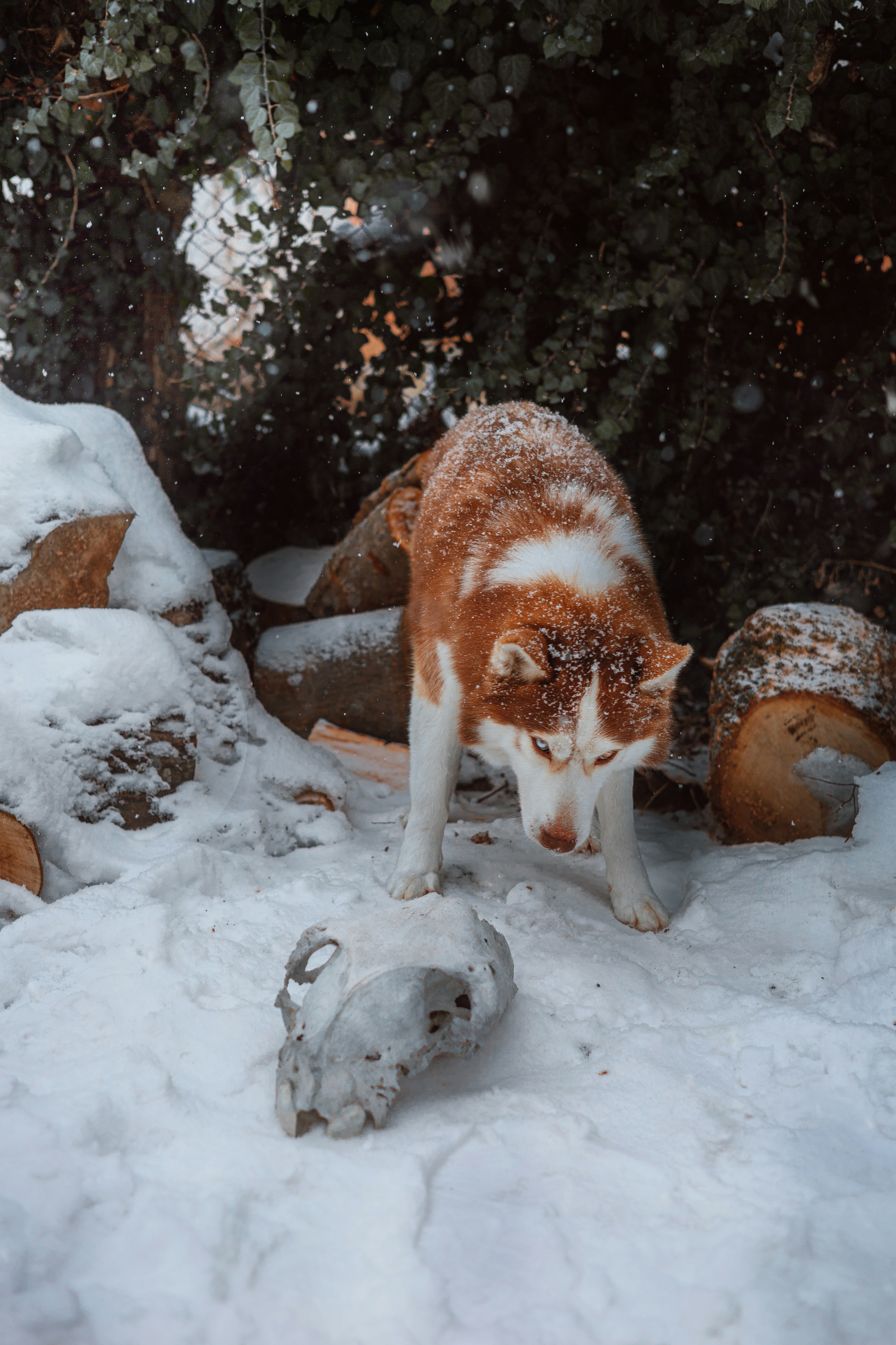 Cachorro husky na neve perto de crânio de animal