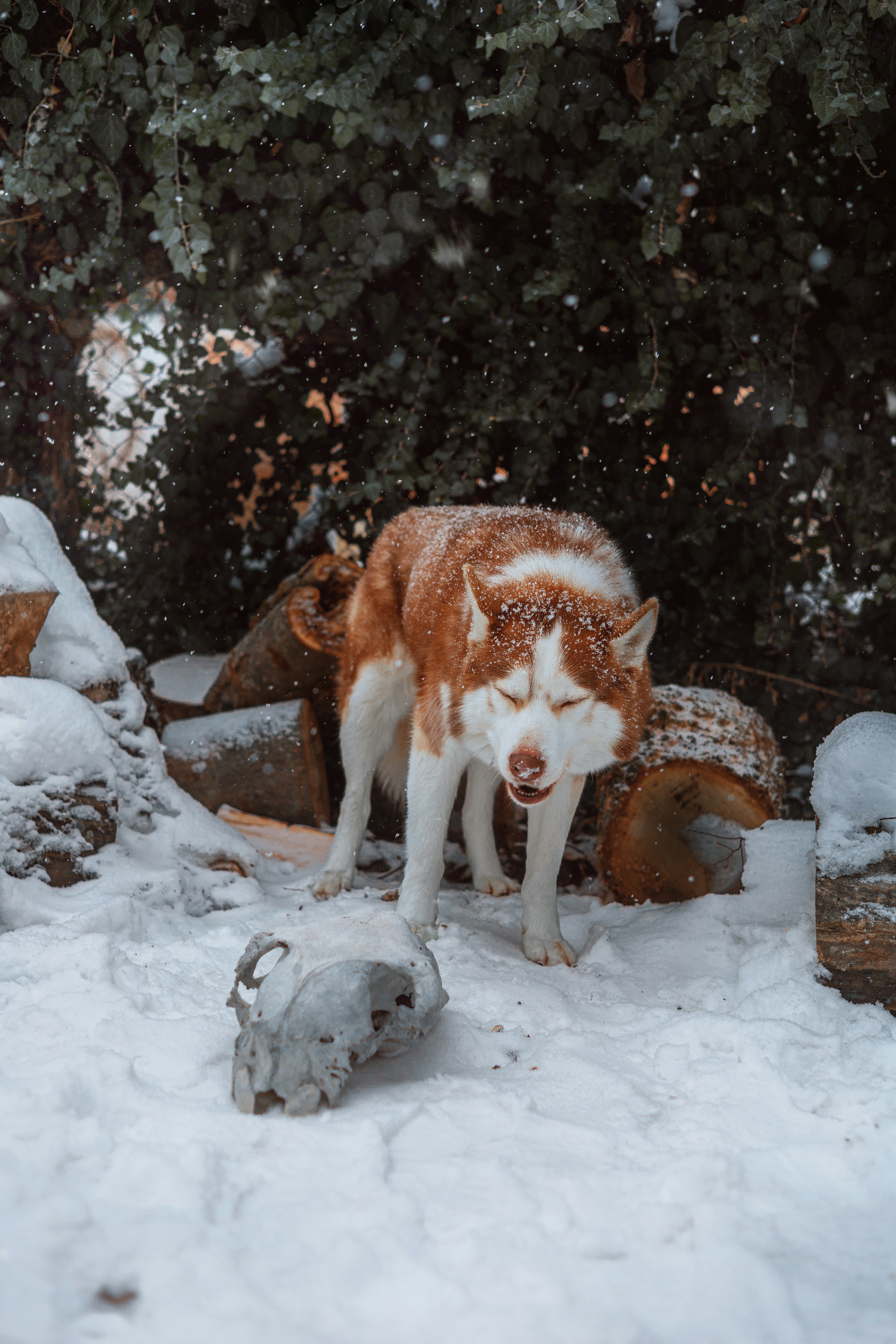 Husky na neve com os olhos fechados