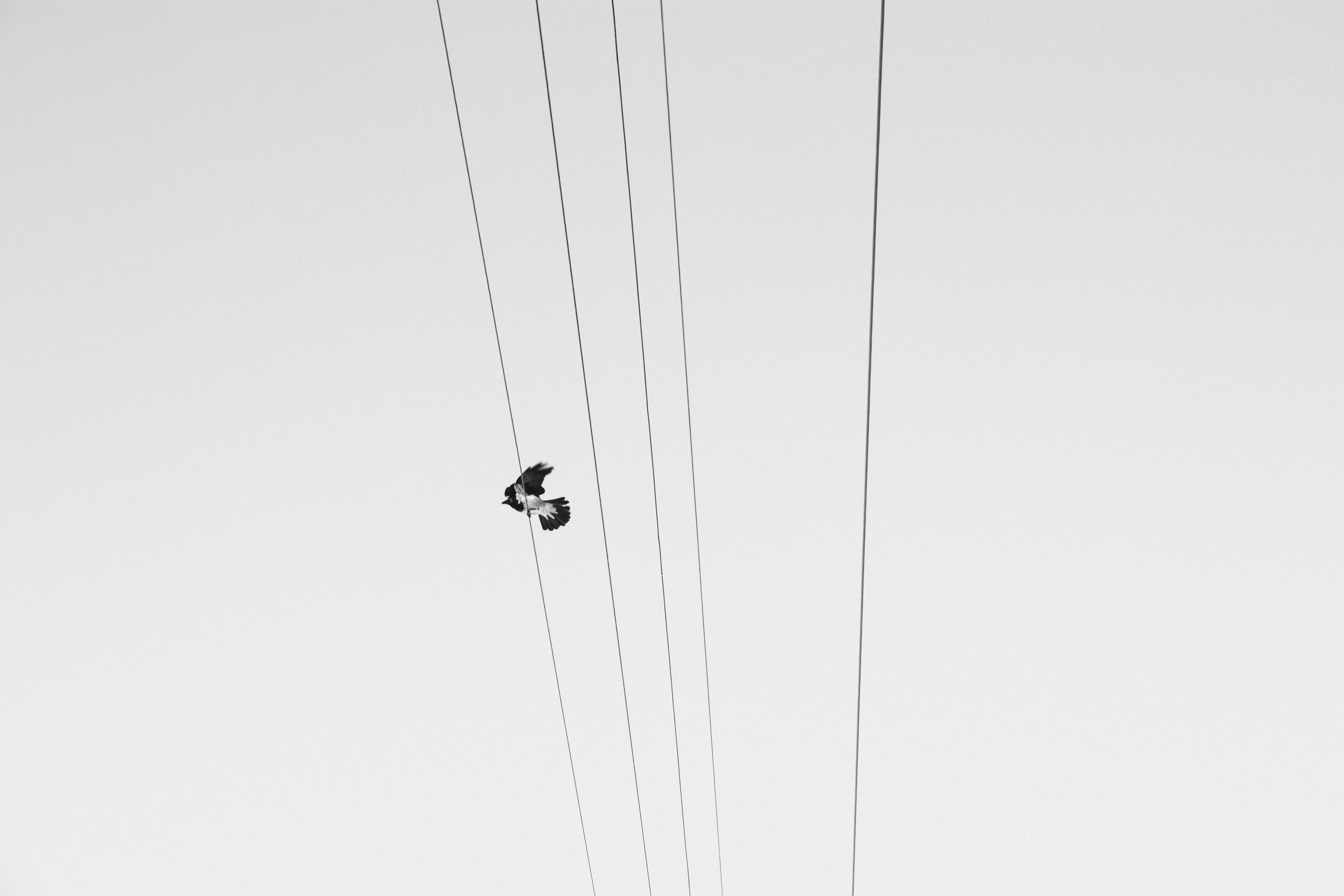 A pair of shoes hanging from power lines