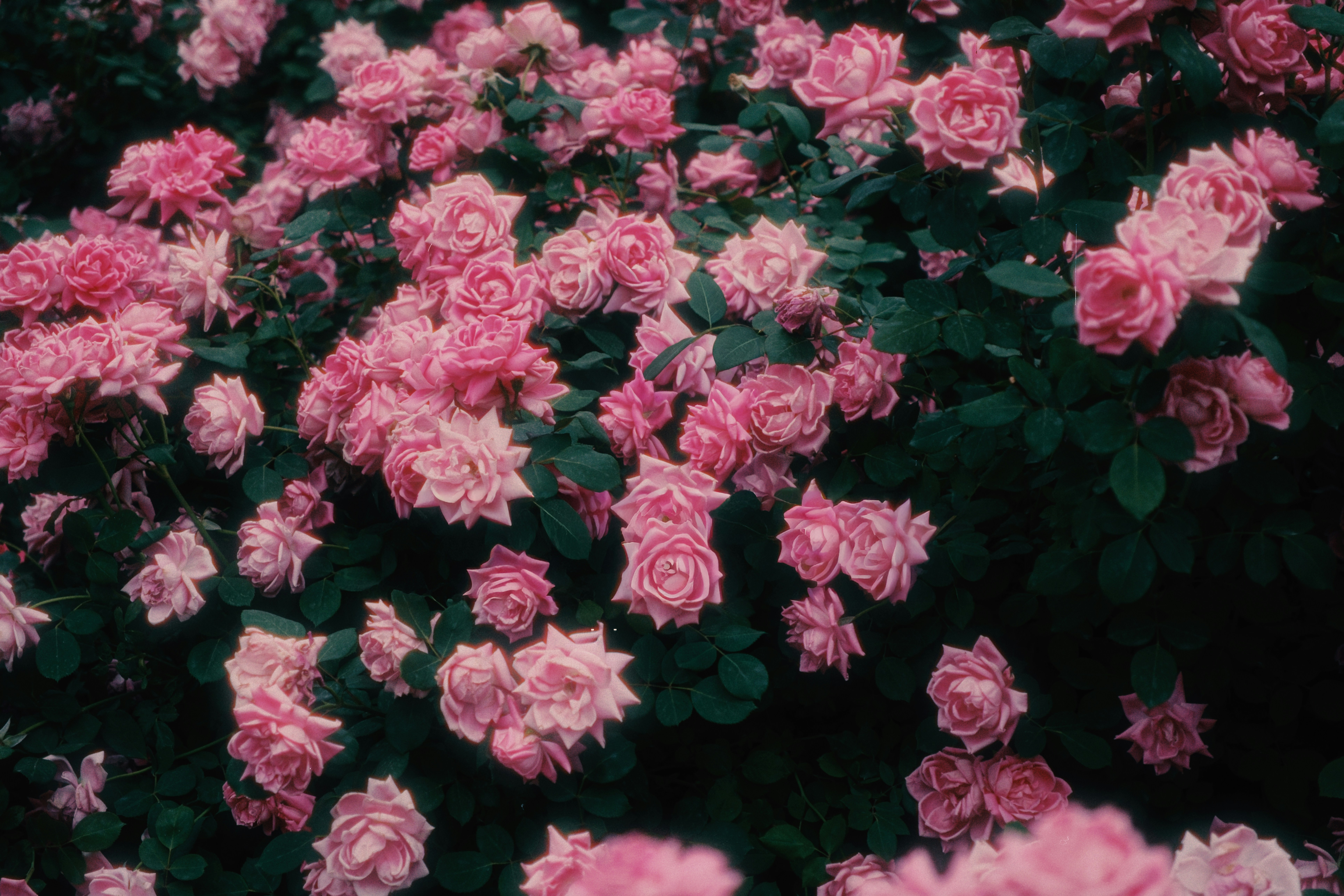 vintage wallpaper floral, wallpaper, Victorian Living Room: Creating a Bright & Airy Space 6