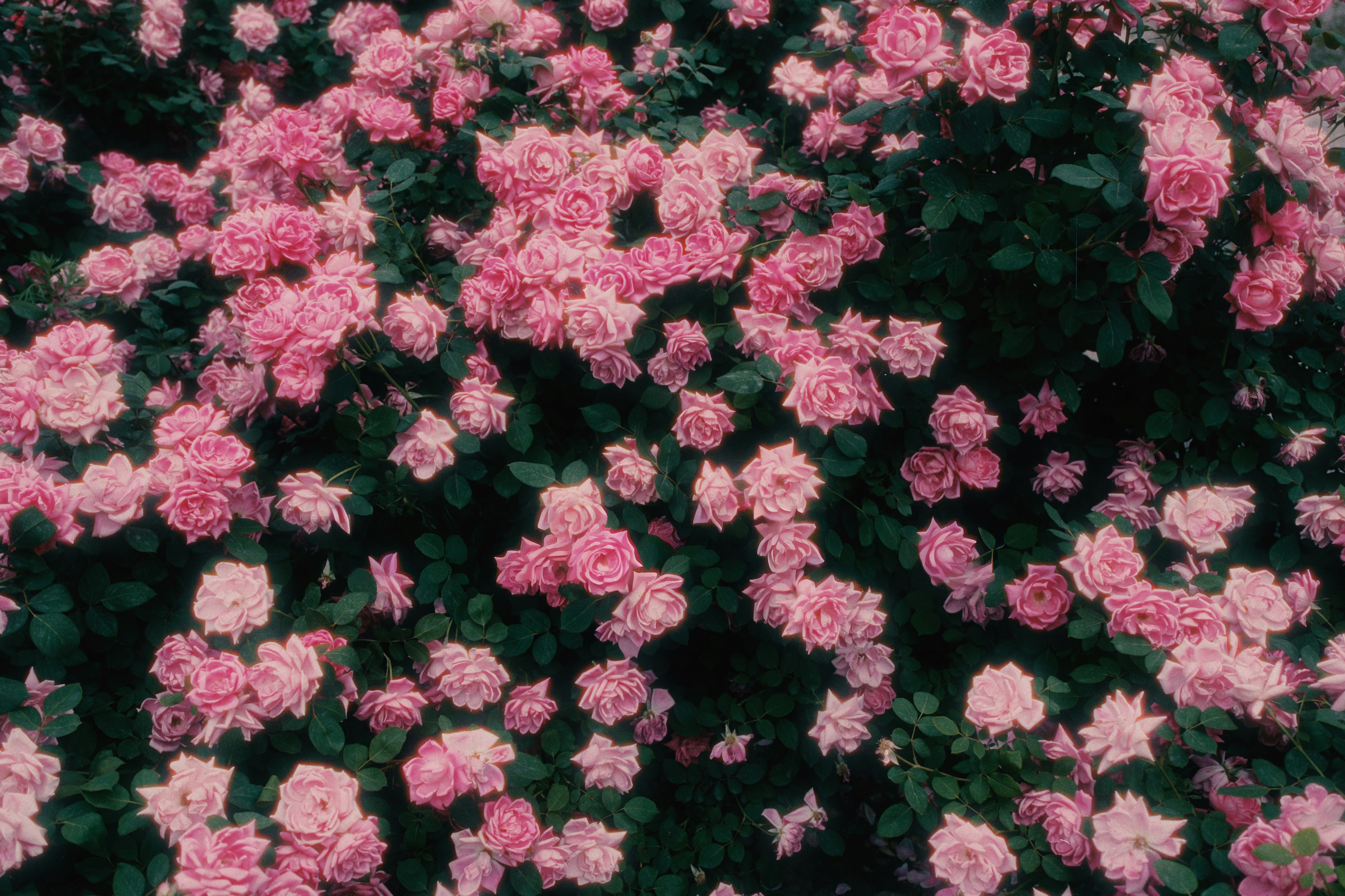 pastel shabby chic wallpaper, wallpaper, Luxury Shabby Chic Ergonomic Chair: Comfort & Style 3