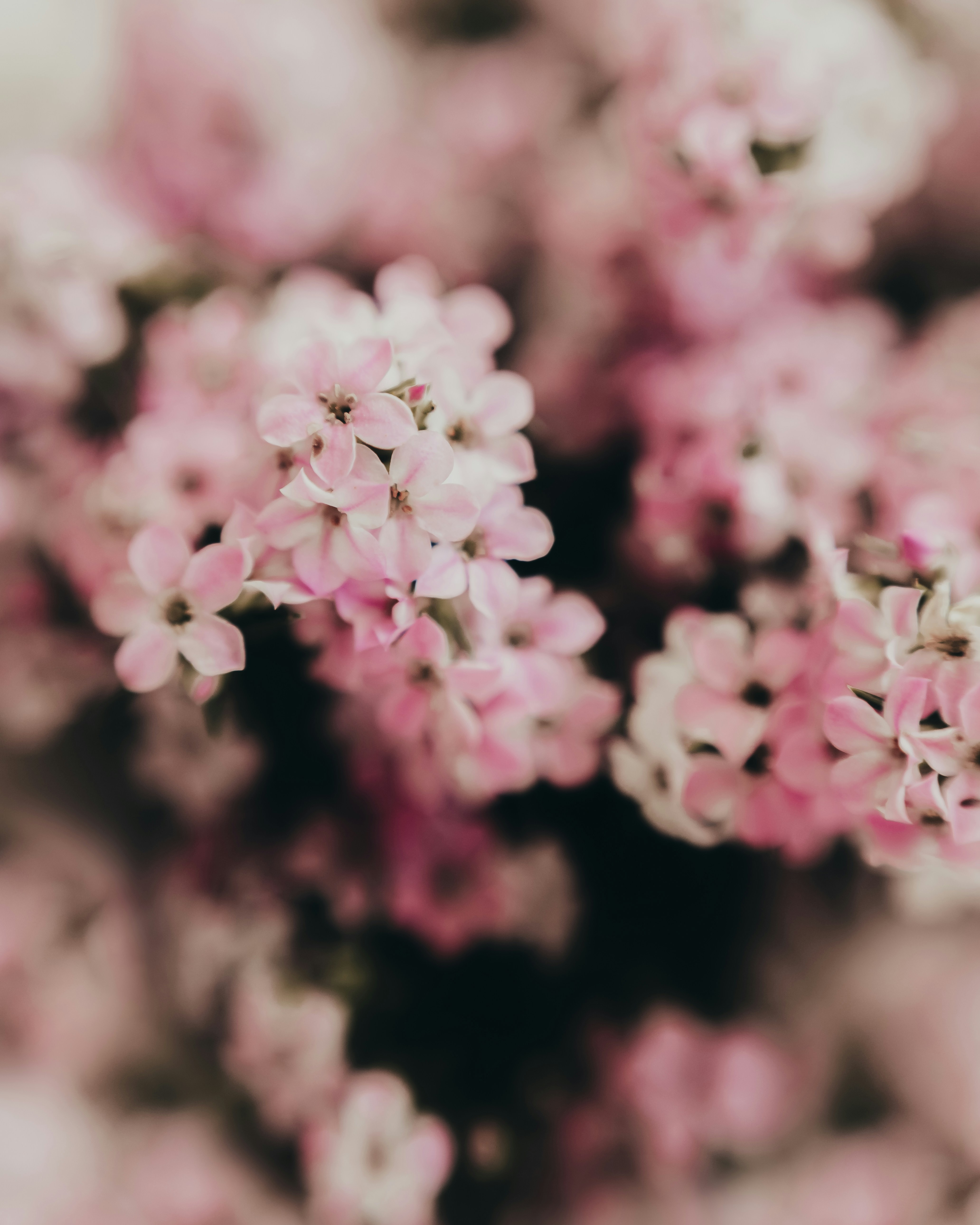 Close-up of delicate pink flowers in soft focus
