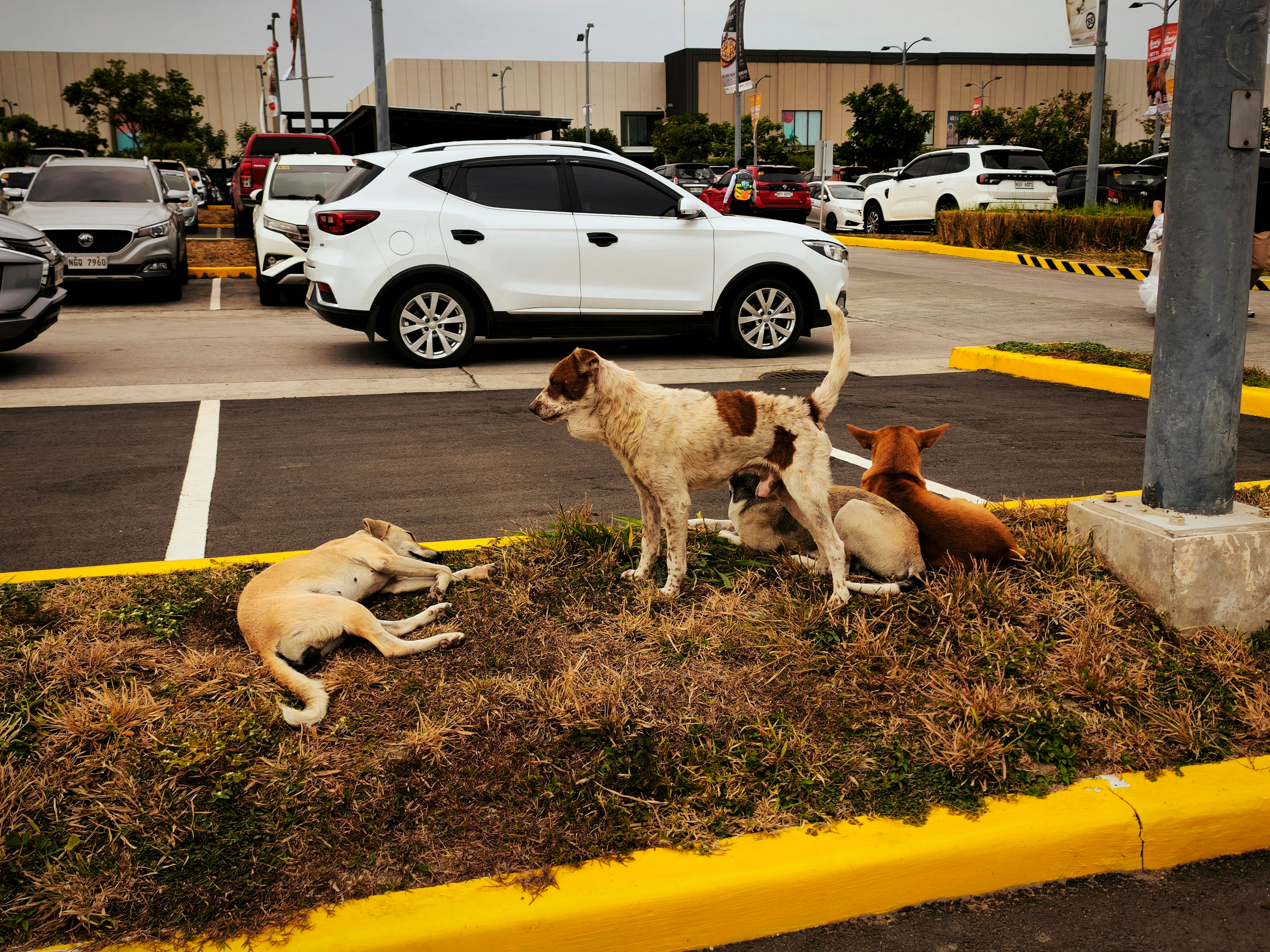 Stray dogs resting in a parking lot near cars.