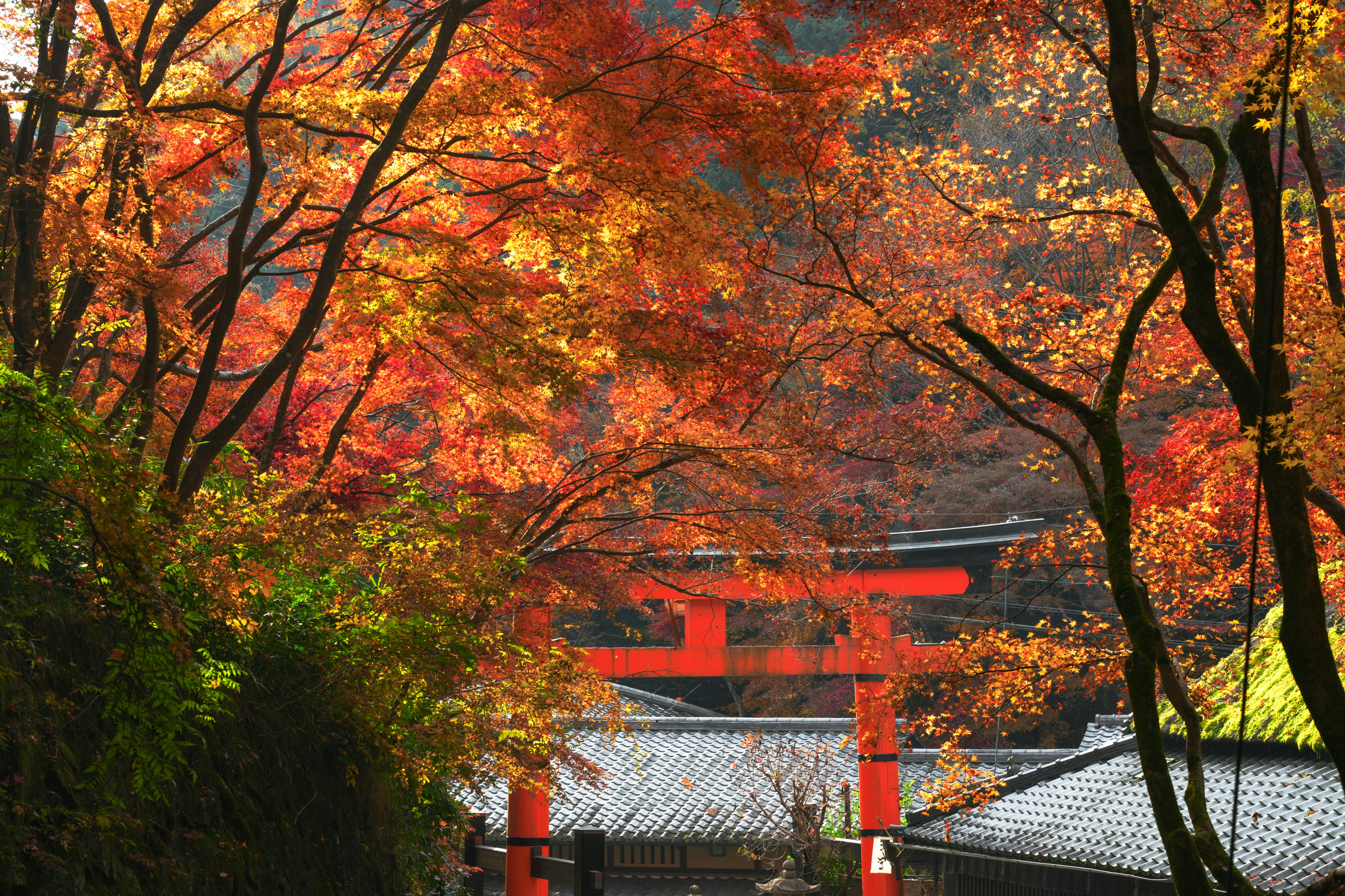 Photo by hattrick1996