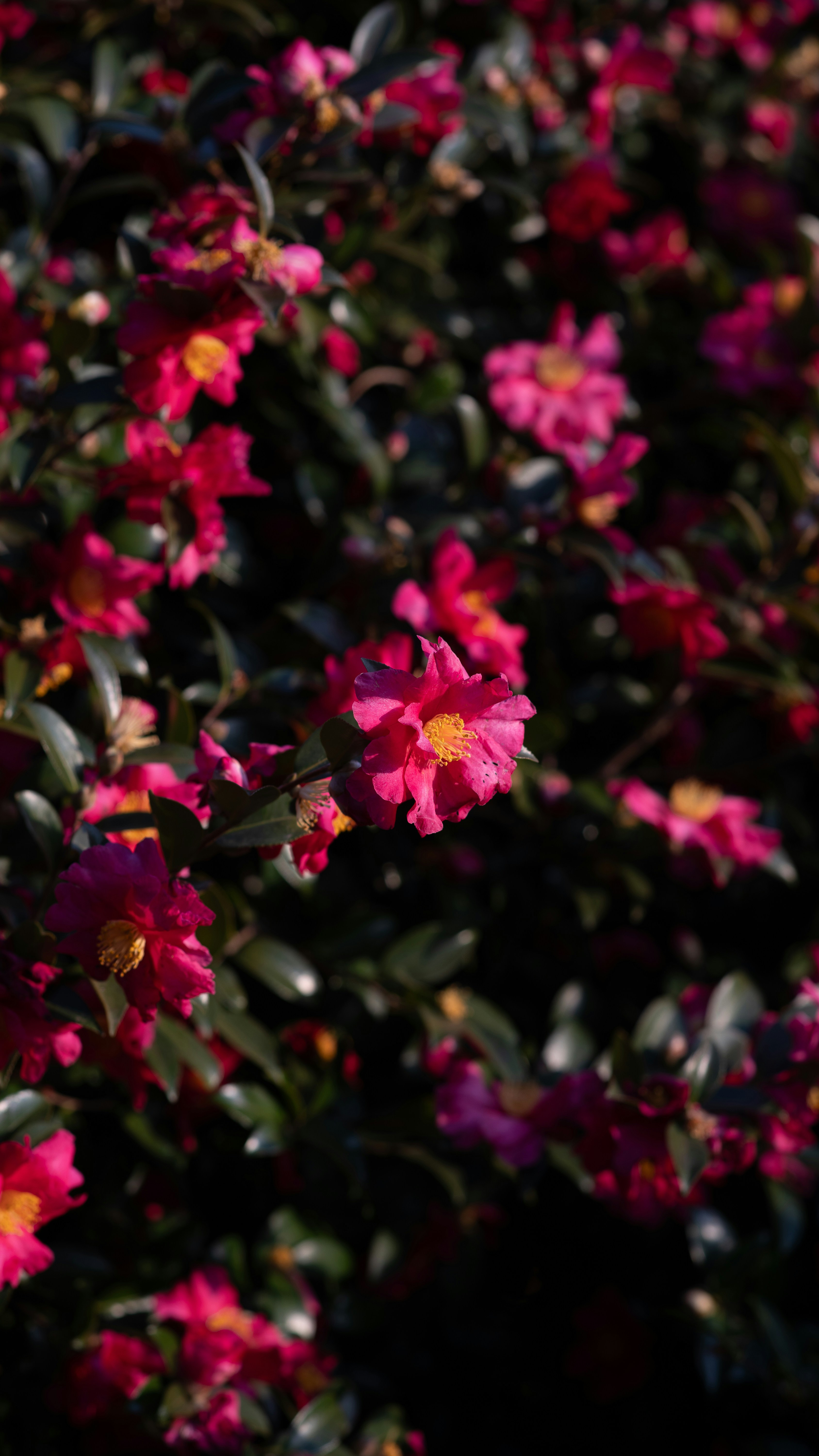 Vibrant pink camellia flowers bloom on a dark background.