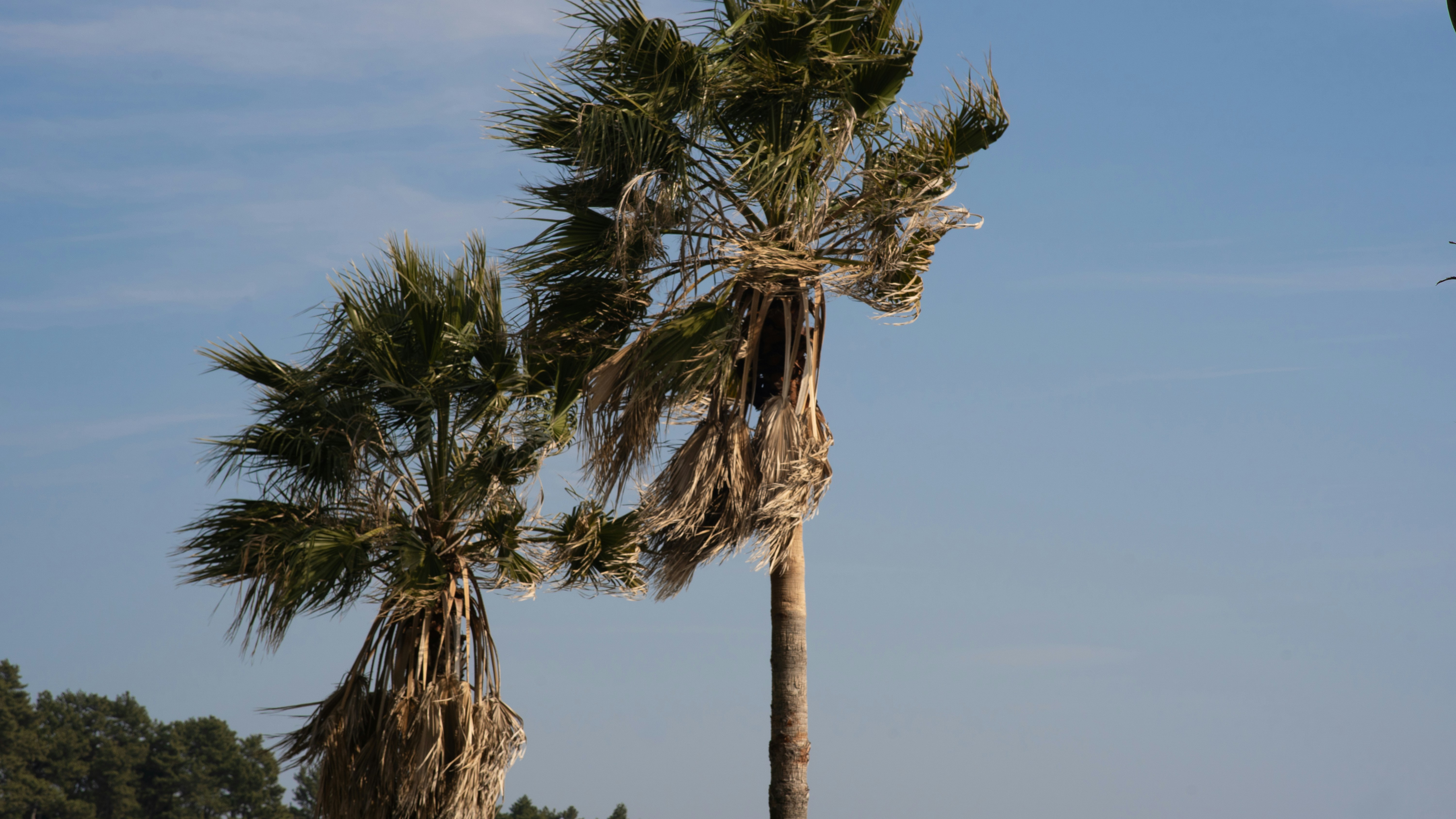 Two palm trees sway against a clear blue sky.