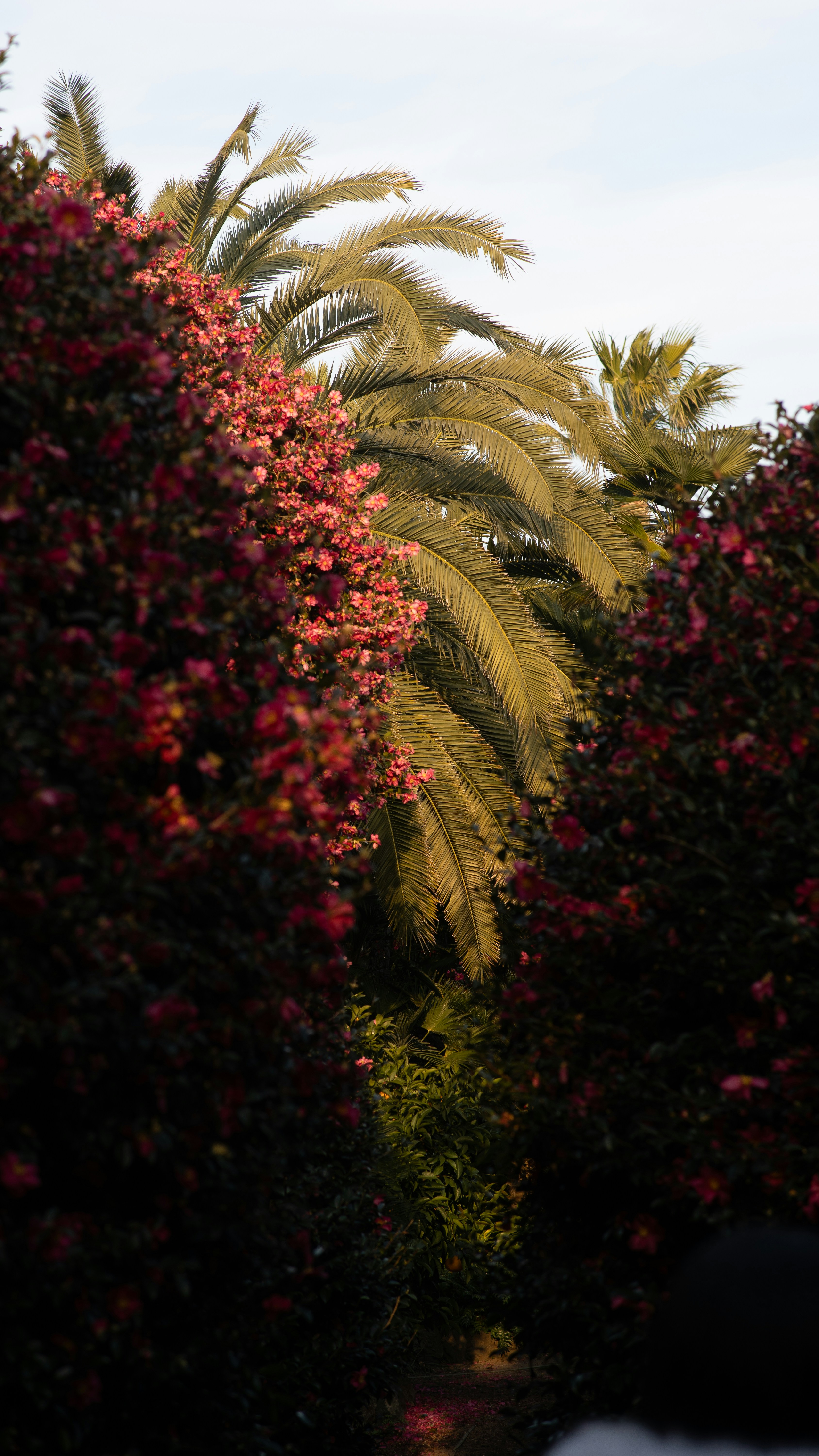 Palm fronds peek through blooming red flowers