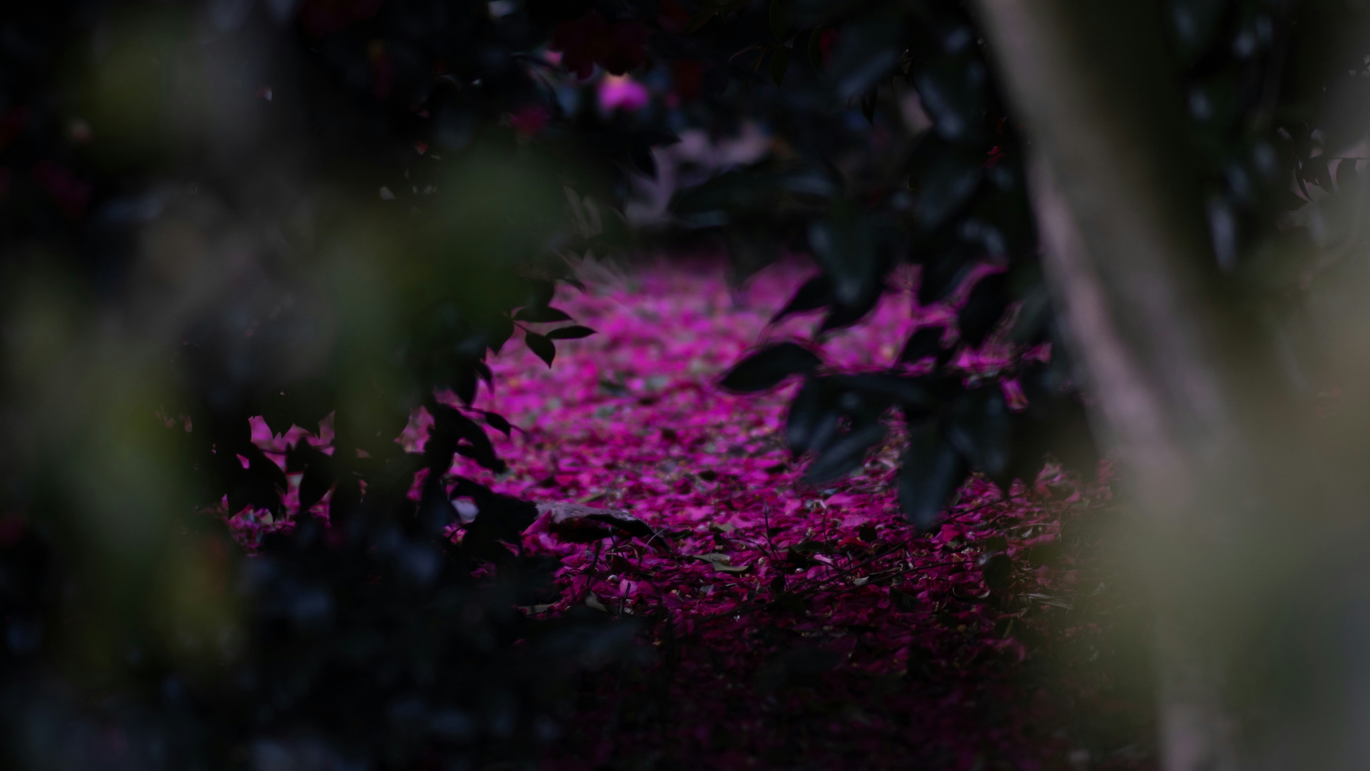 A cluster of small pink flowers amongst dark foliage.