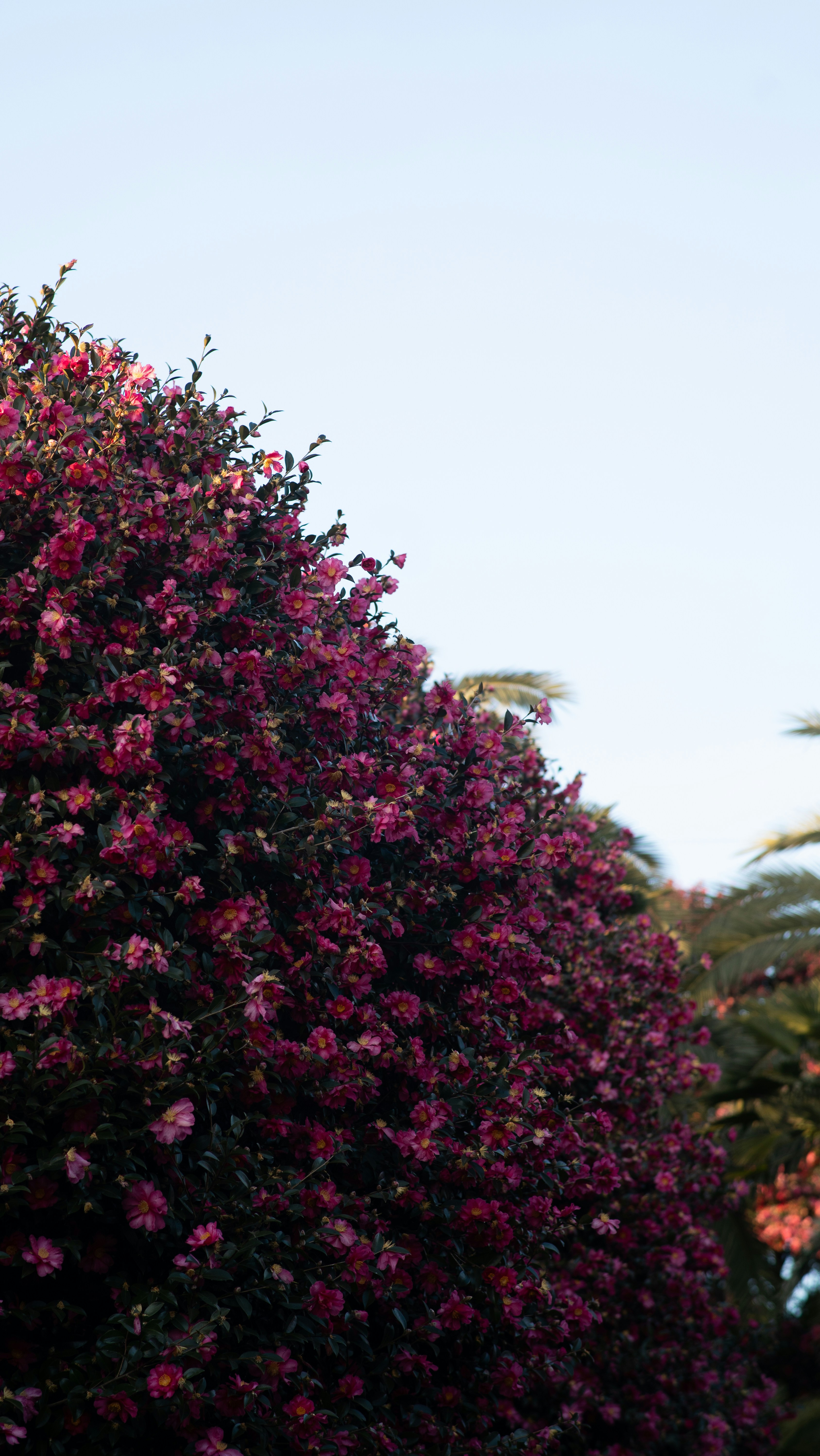 A bush covered in small pink and purple flowers.