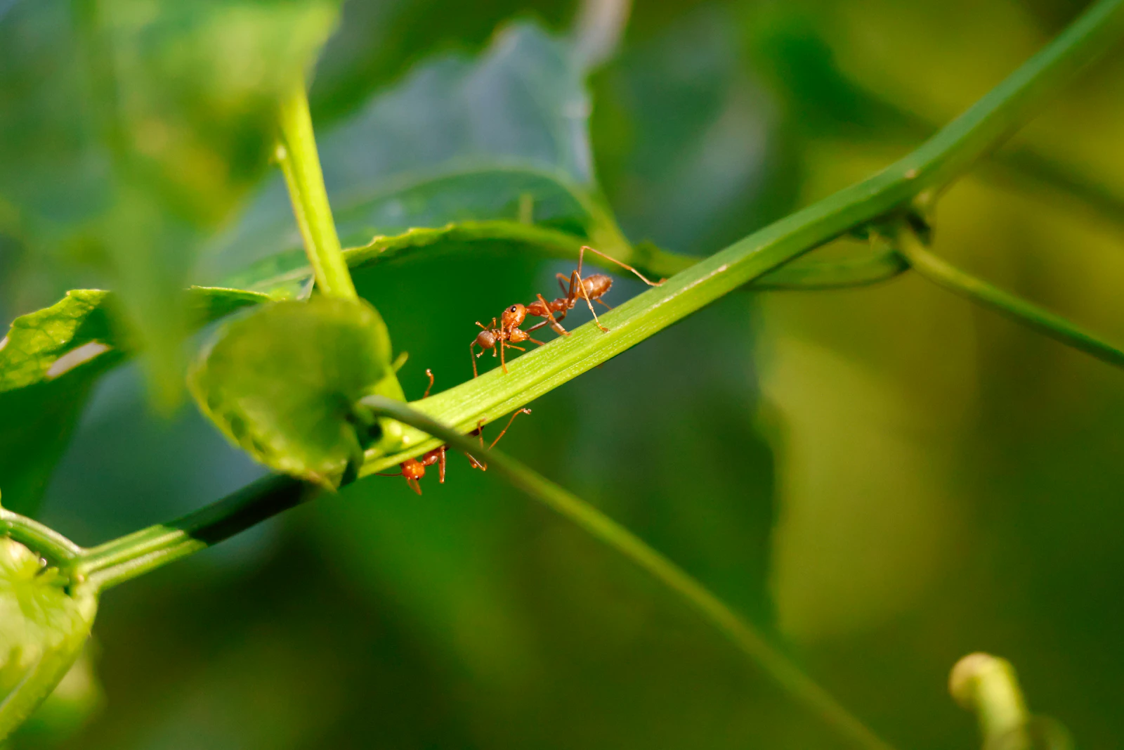 Two ants crawling along a green plant stem — ants on a houseplant are a reliable telltale of a honeydew-producing pest nearby