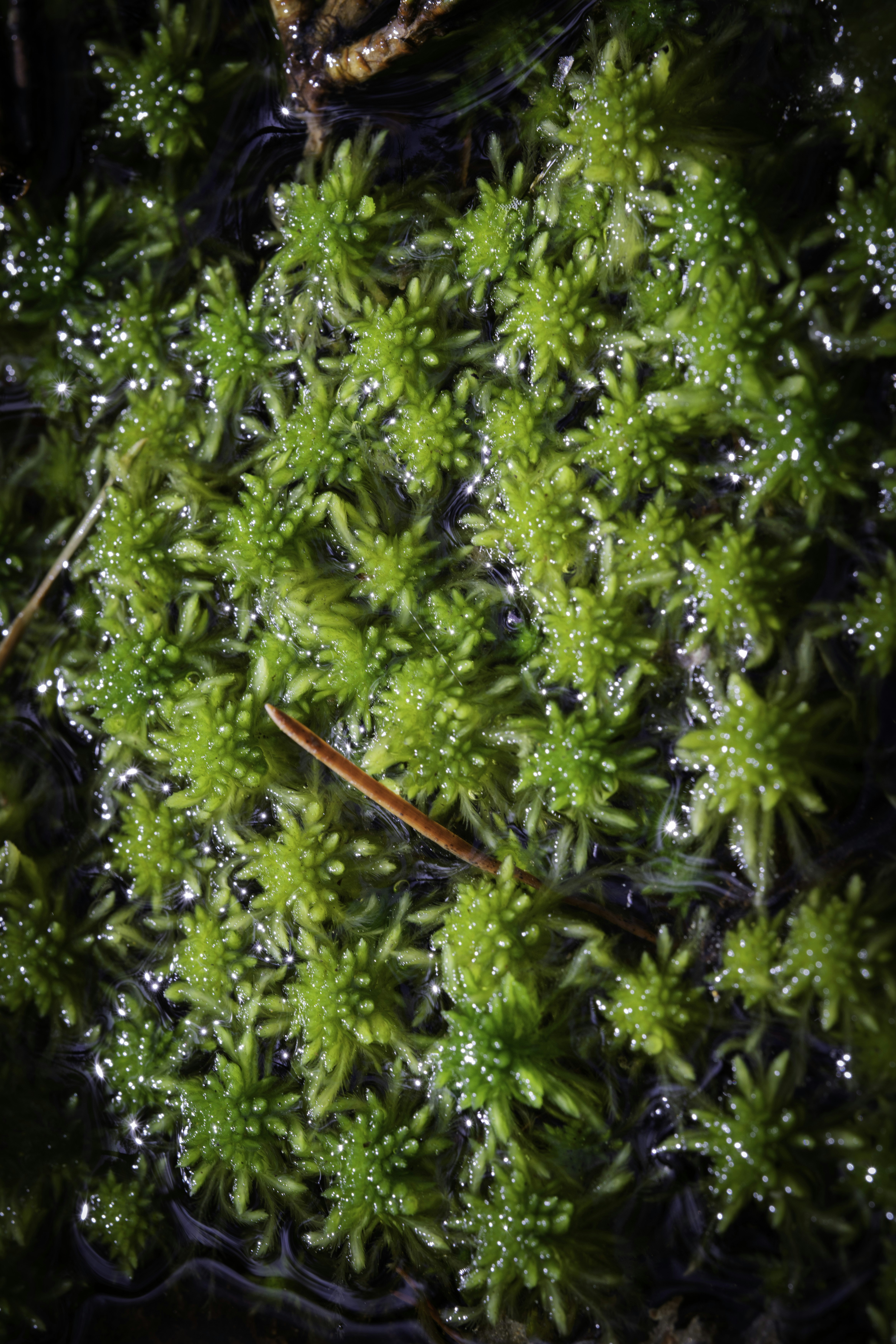 Close-up of vibrant green sphagnum moss in water.