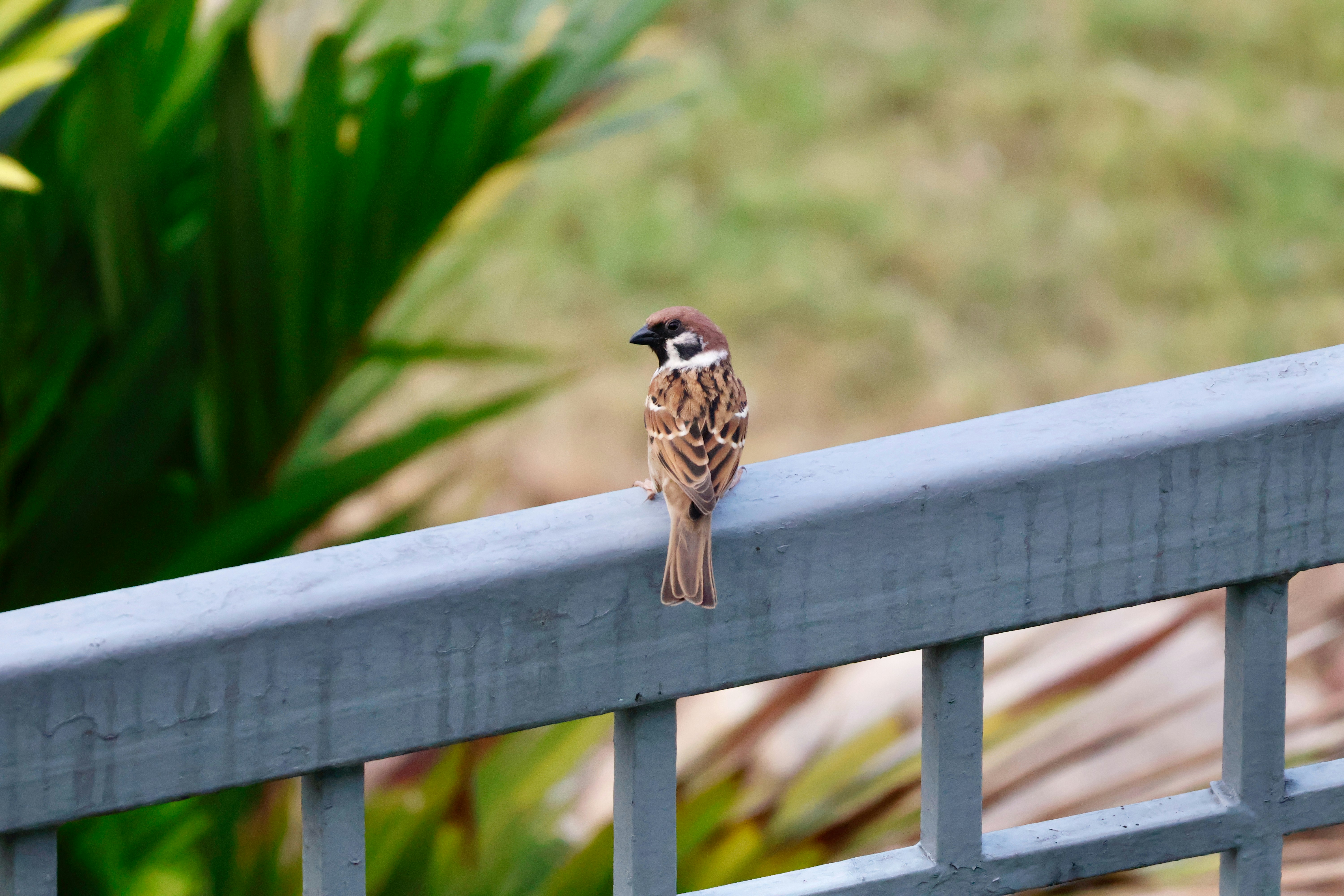 A sparrow perched on a metal railing outdoors.