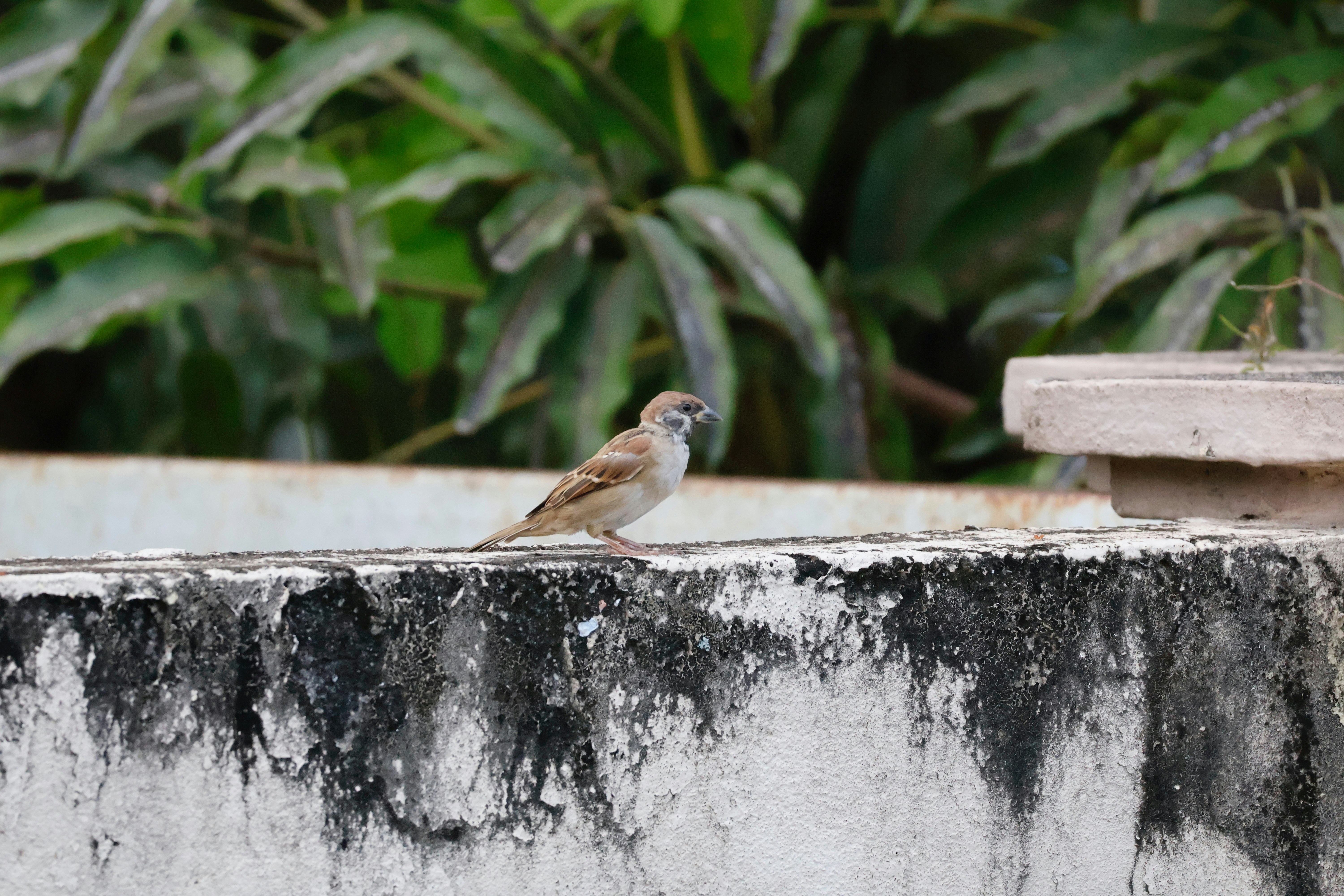 A small bird perched on a weathered wall.