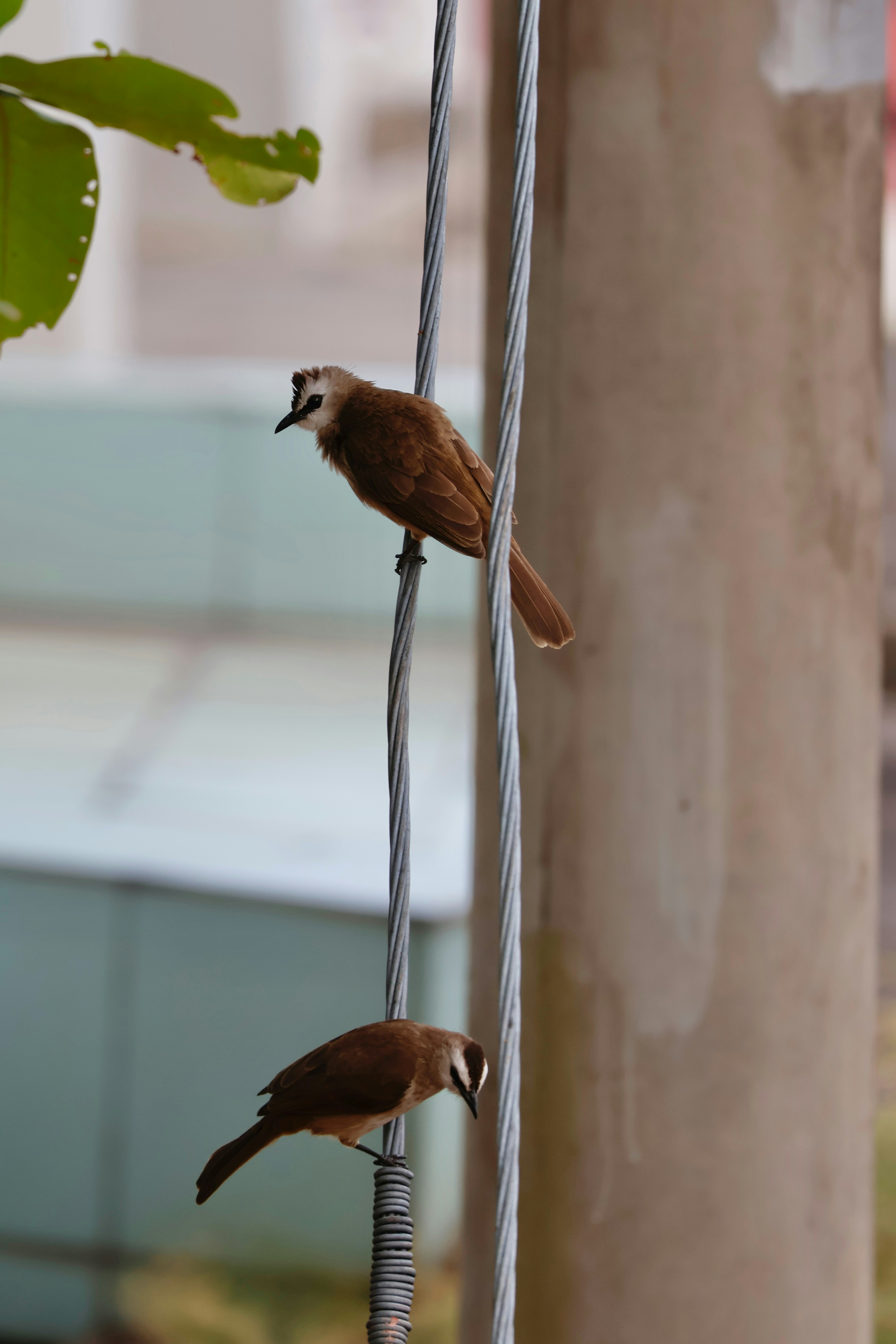 6 Backyard Bird Watching Tips for Urban Rainy Bird Watching