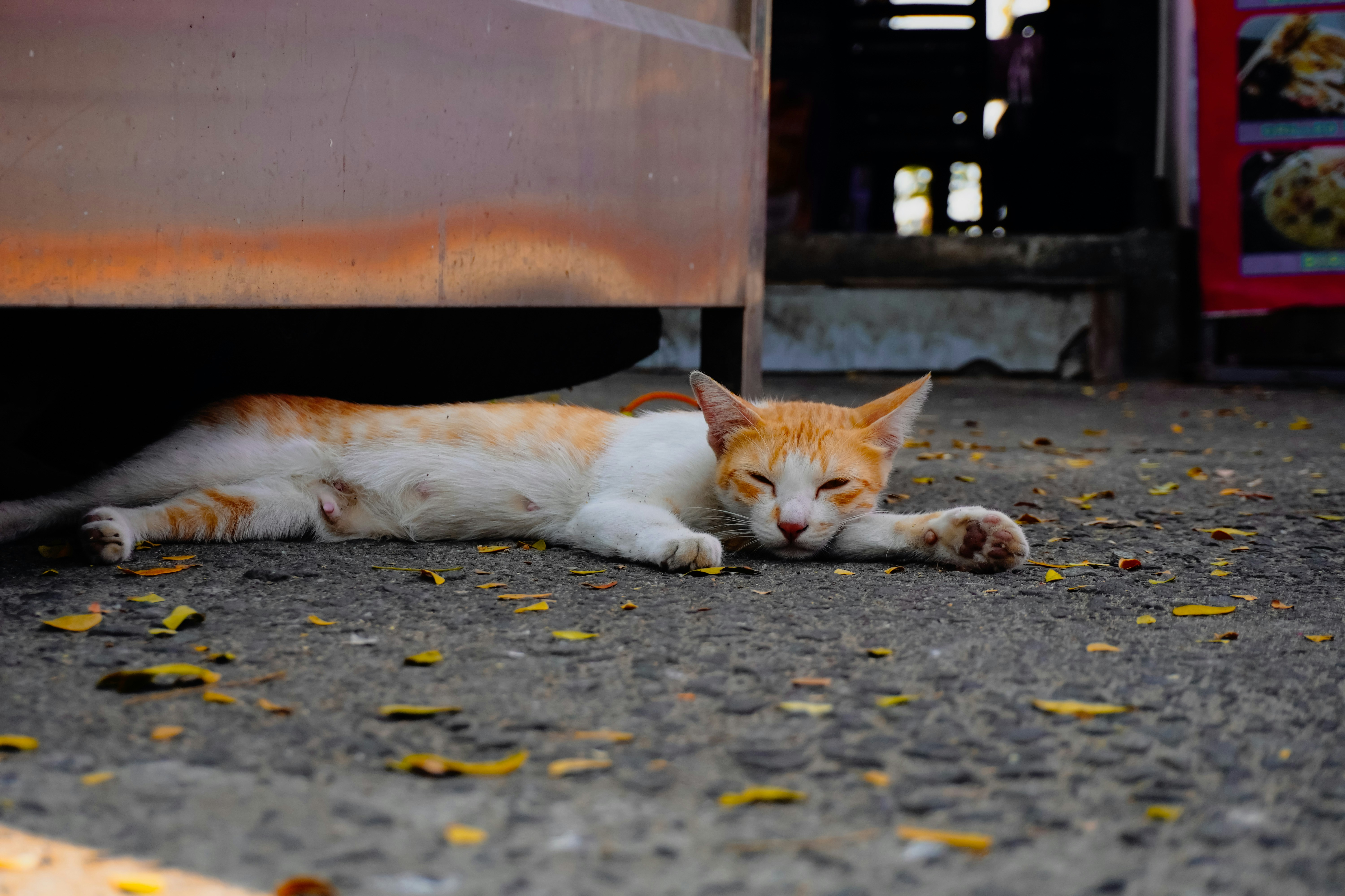 An orange and white cat rests under a vehicle