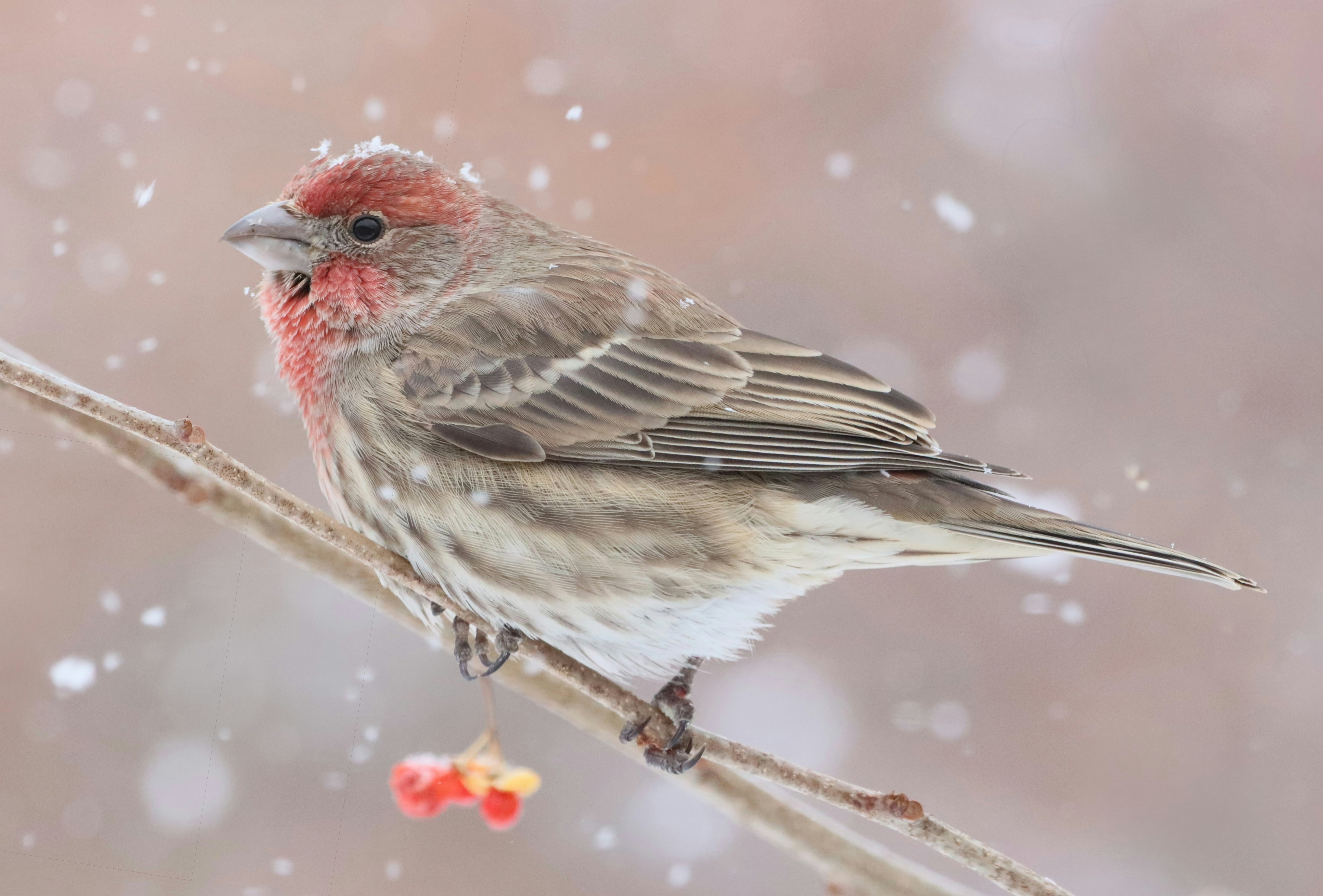 Photo by stephgibeaultart