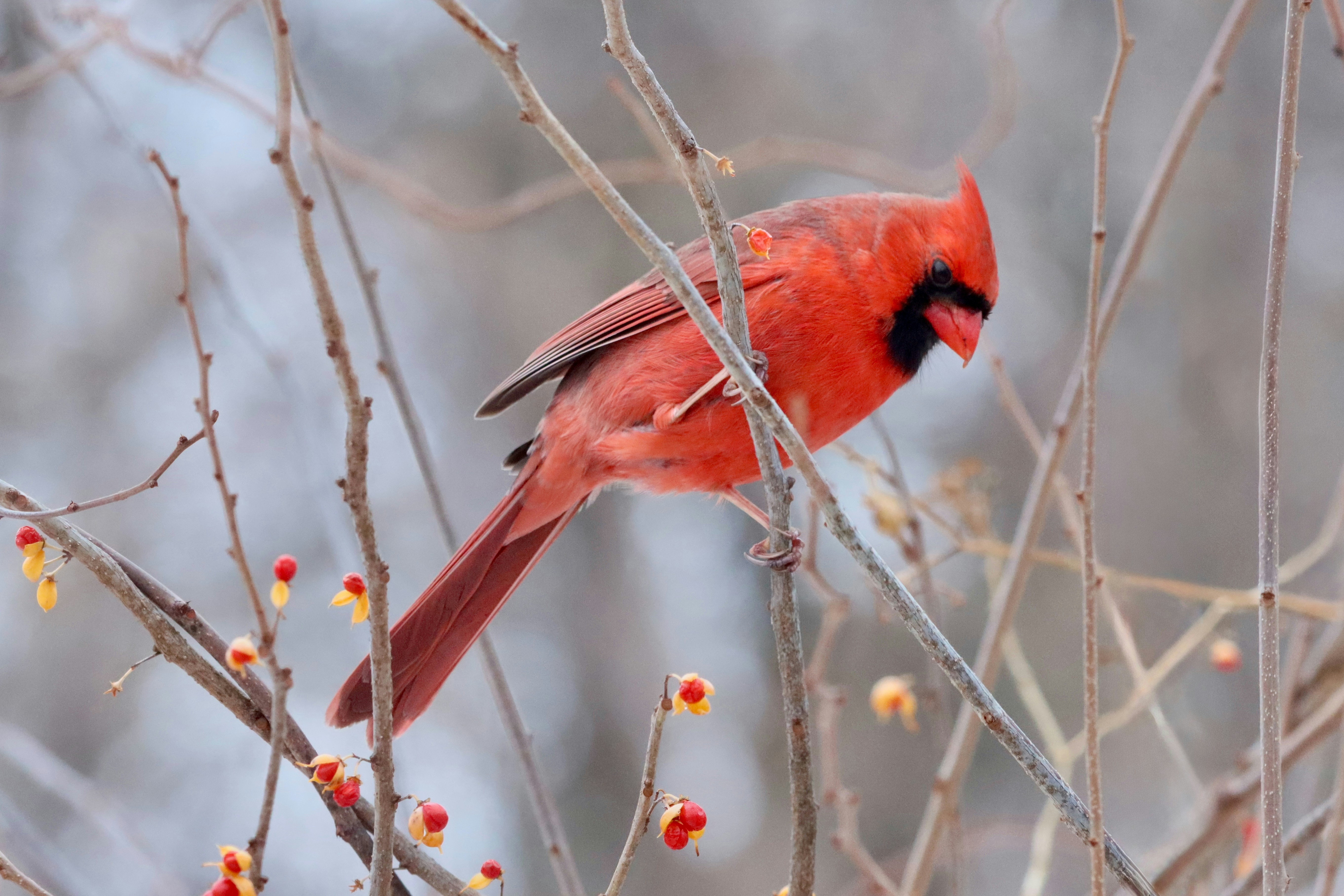 Photo by stephgibeaultart