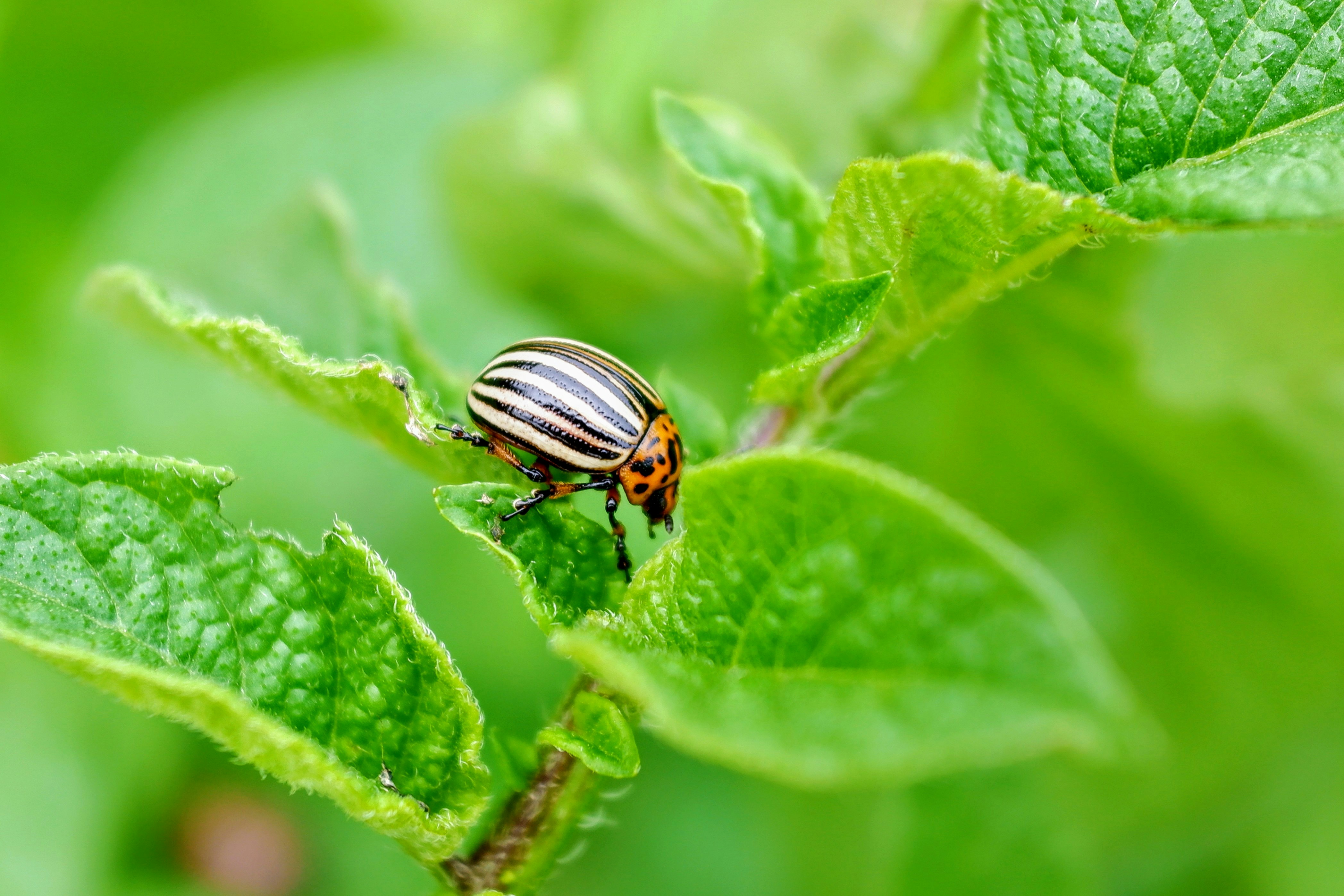 A striped beetle crawls on green leaves