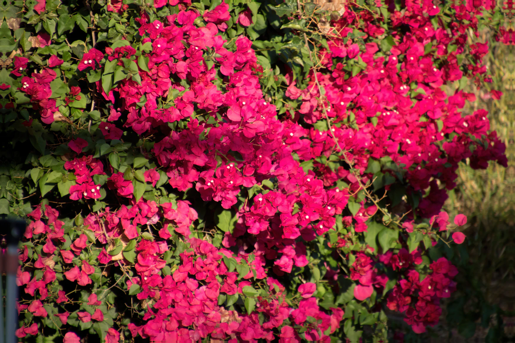 Dwarf Bougainvillea blooming
    on a sunny west-facing balcony in India