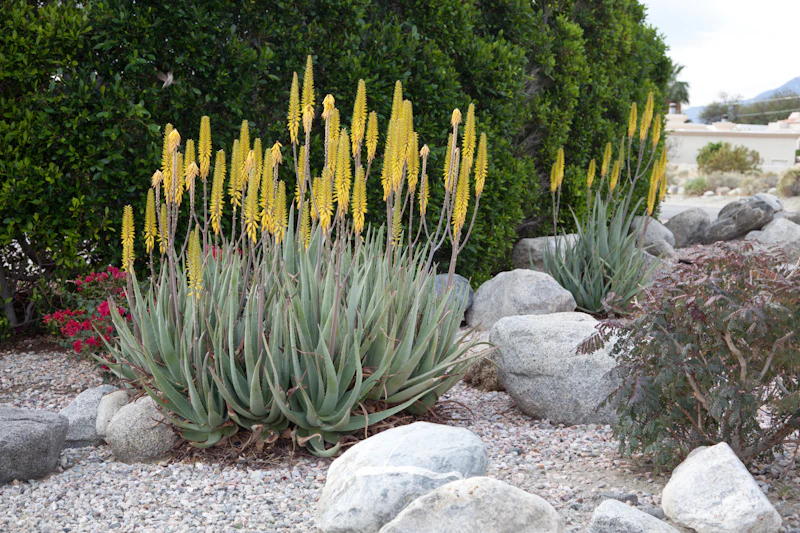 Established xeriscape bed with rock mulch, ornamental grasses and native shrubs