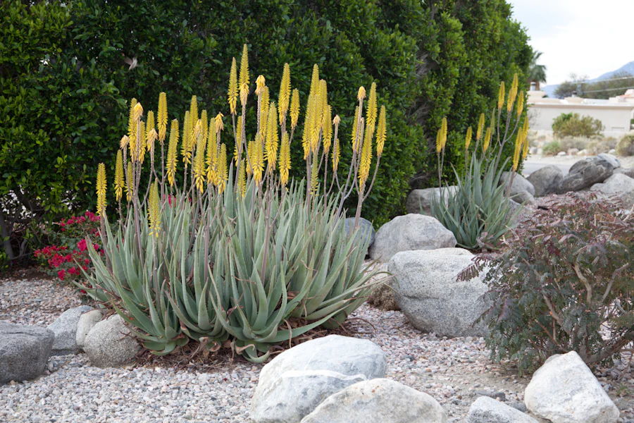 Aloe in flower in a dry garden bed