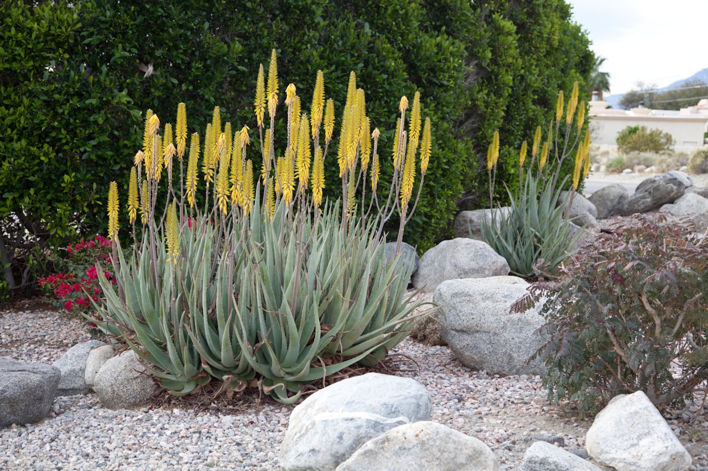 Xeriscape in Austin, TX: The Complete 2026 Homeowner's Guide