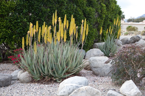 Landscaping