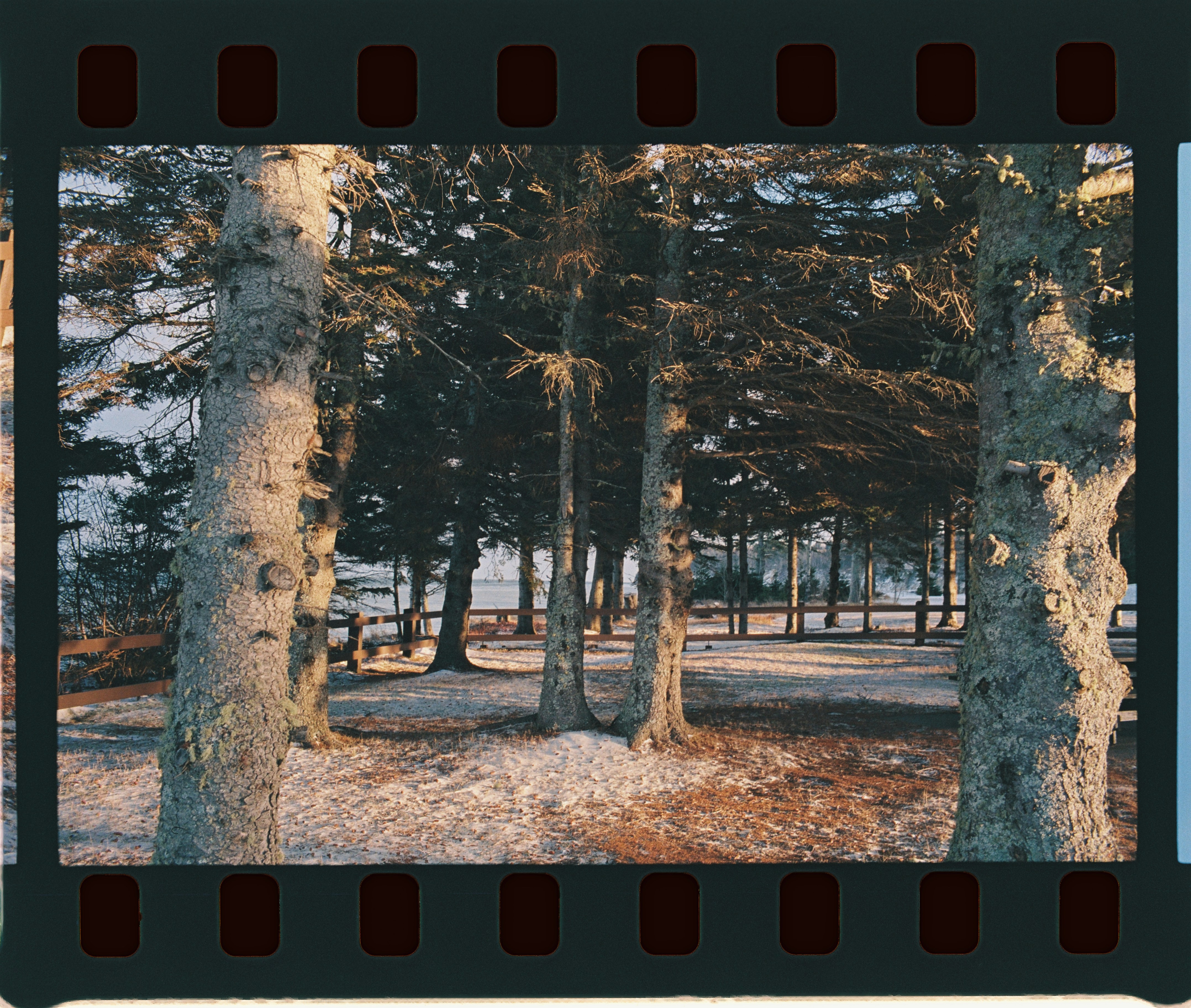 Snow-covered forest with sunlight filtering through trees.