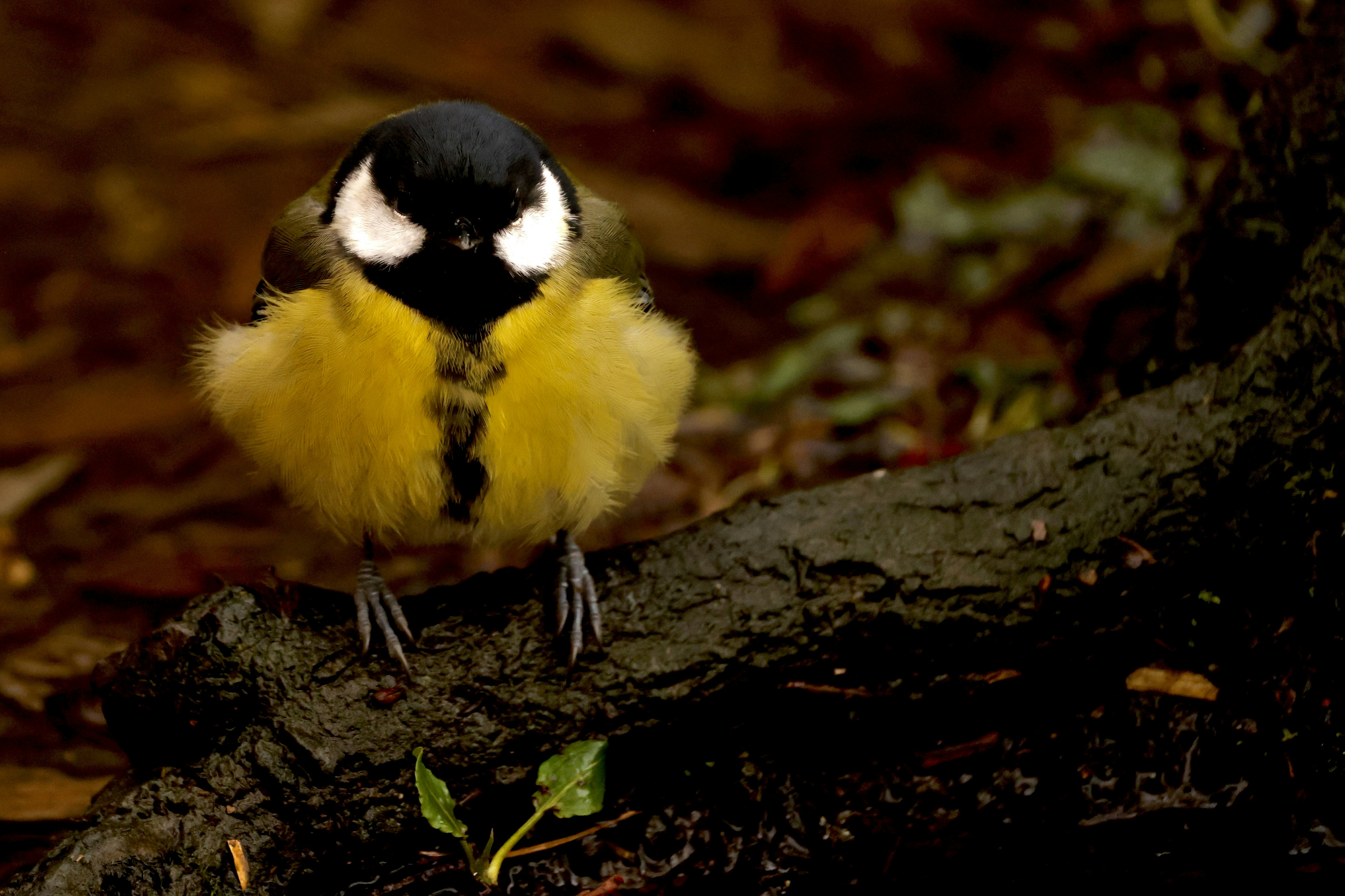 A small bird with yellow chest sits on a branch.