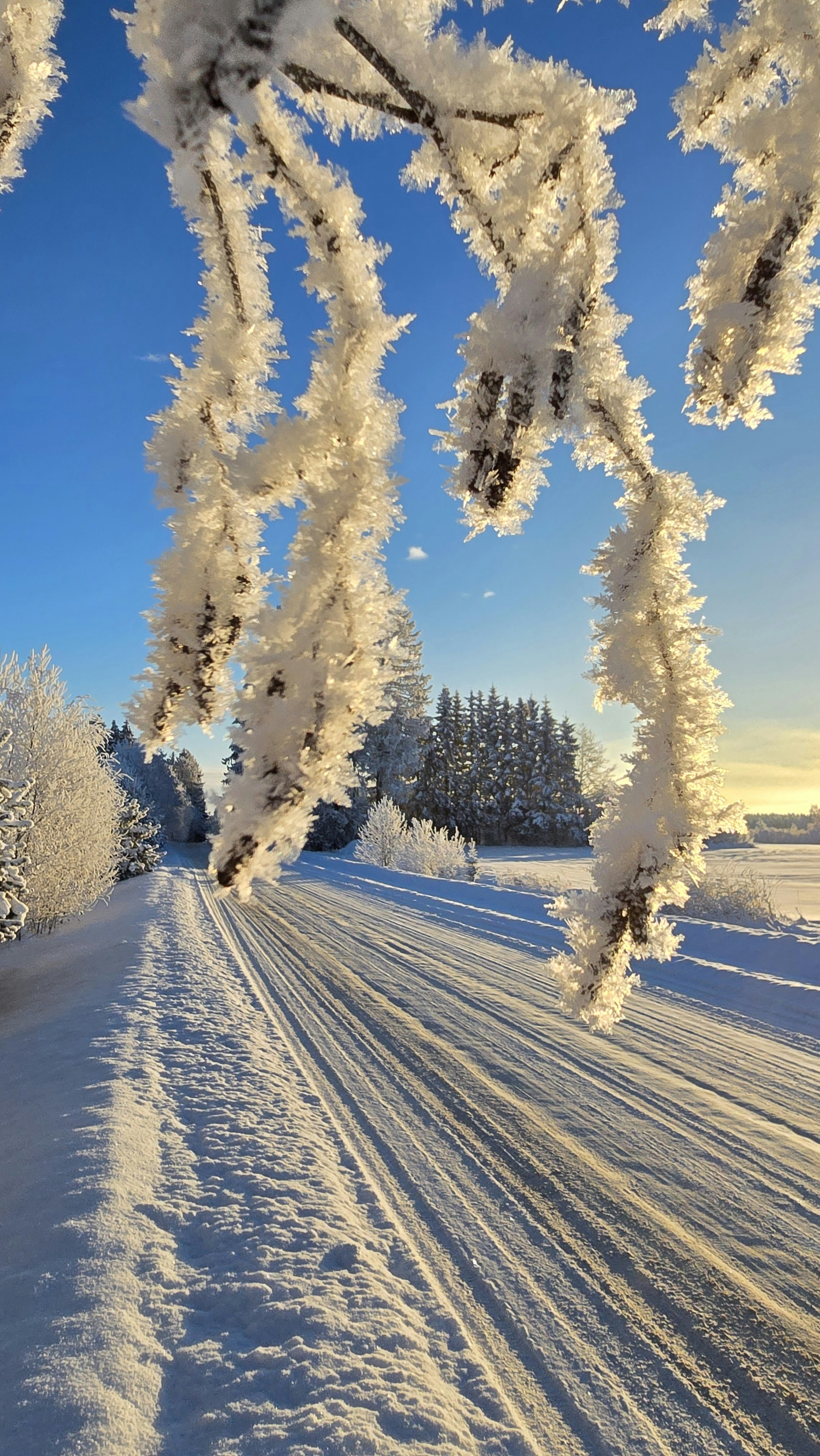 Frosted branches over a snowy road with trees
