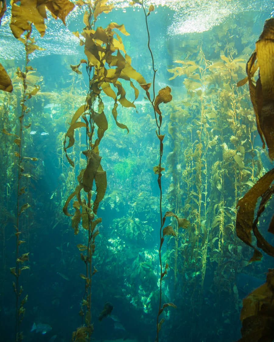 Underwater kelp forest with sunlight filtering through