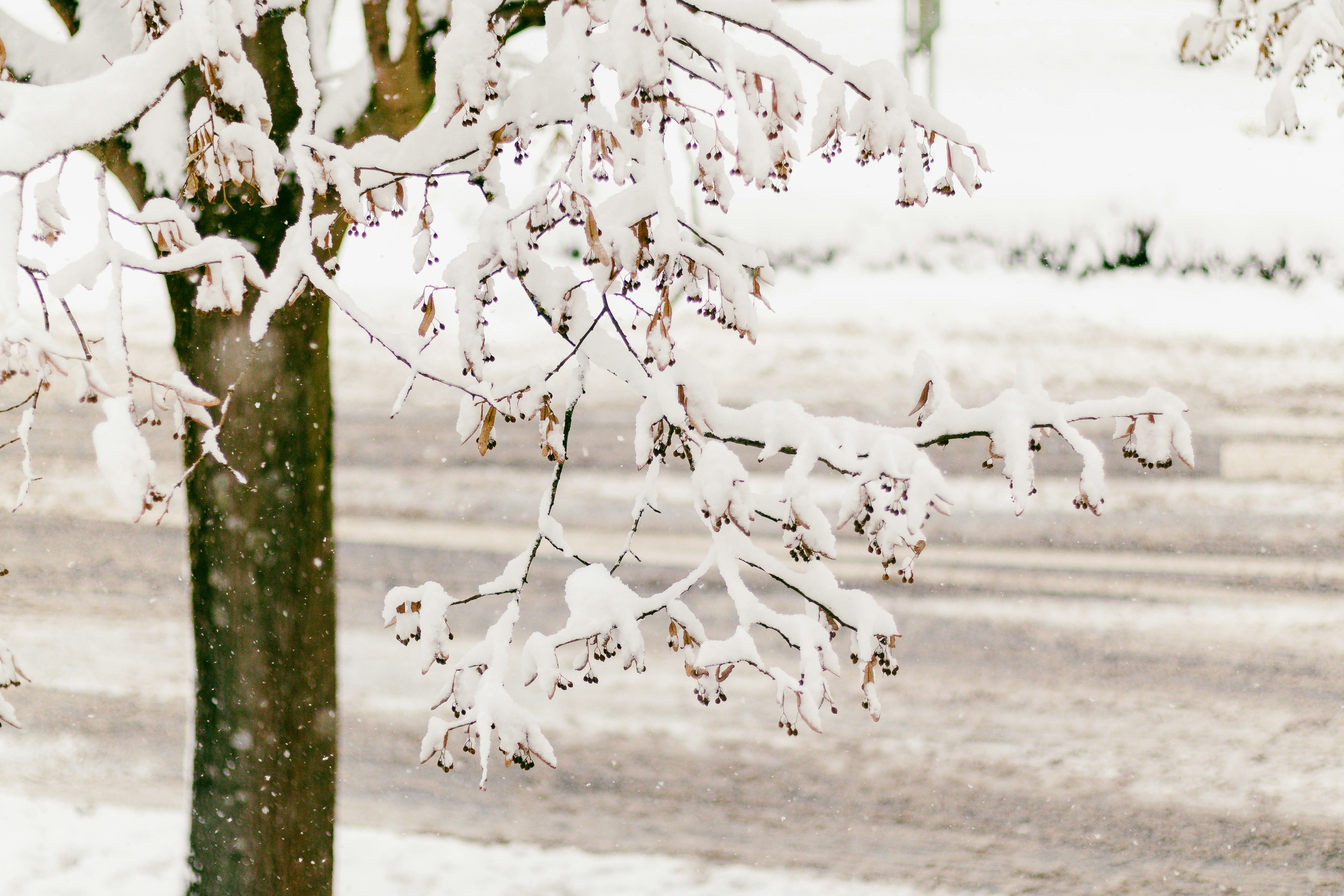 Snow-covered branches of a tree in winter.