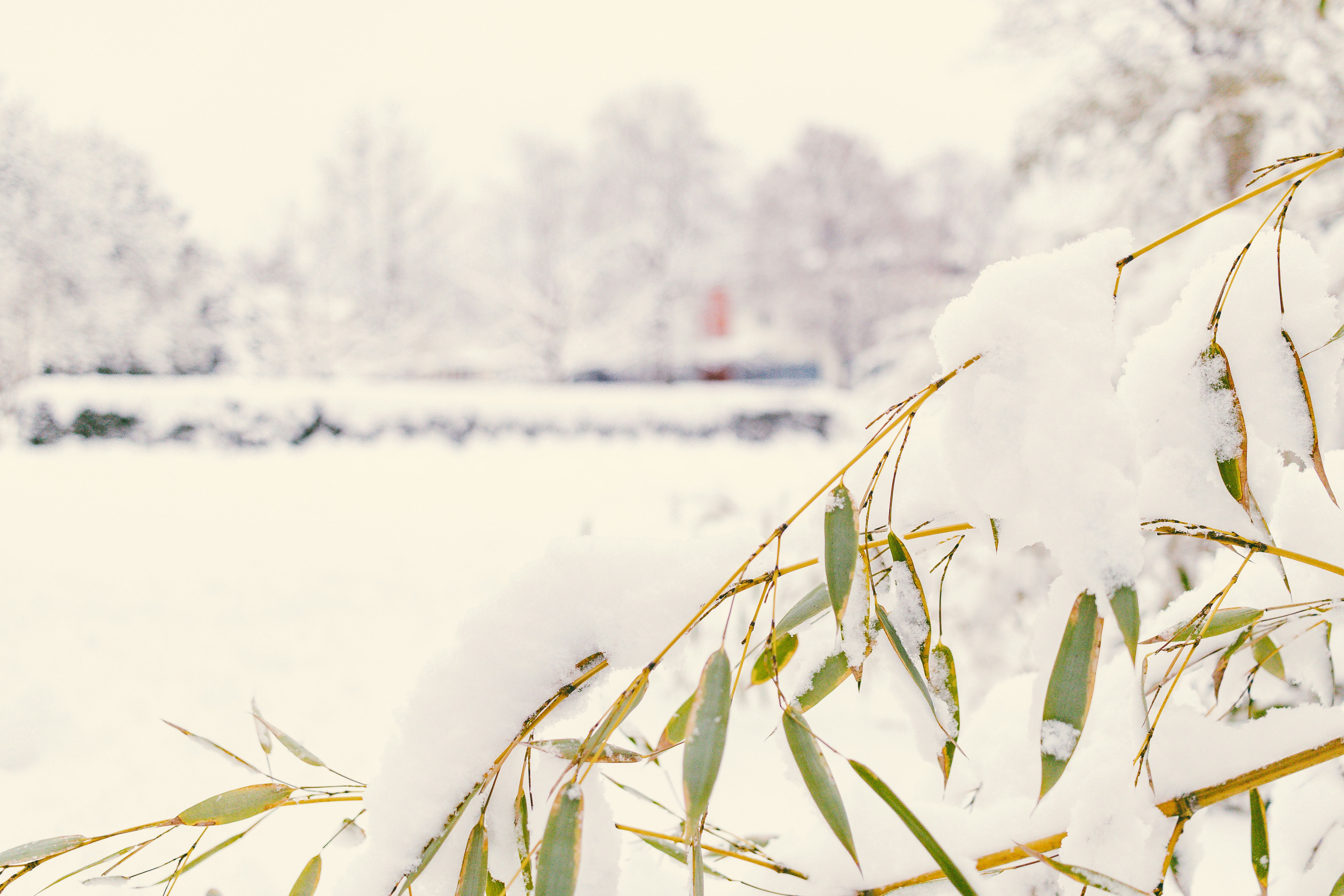 Snow-covered bamboo branches in a winter landscape.