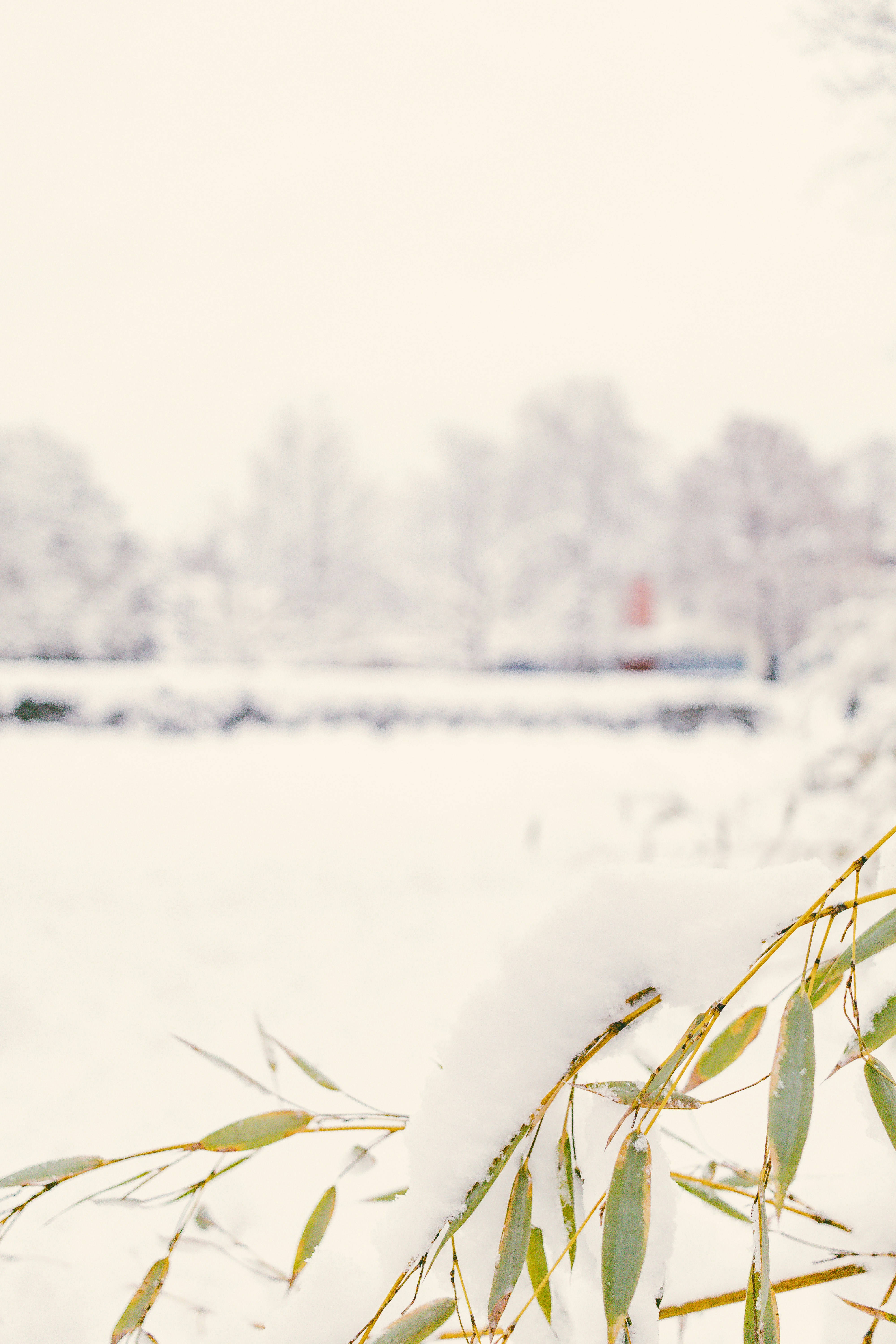 Snow-covered bamboo branches with blurred winter landscape