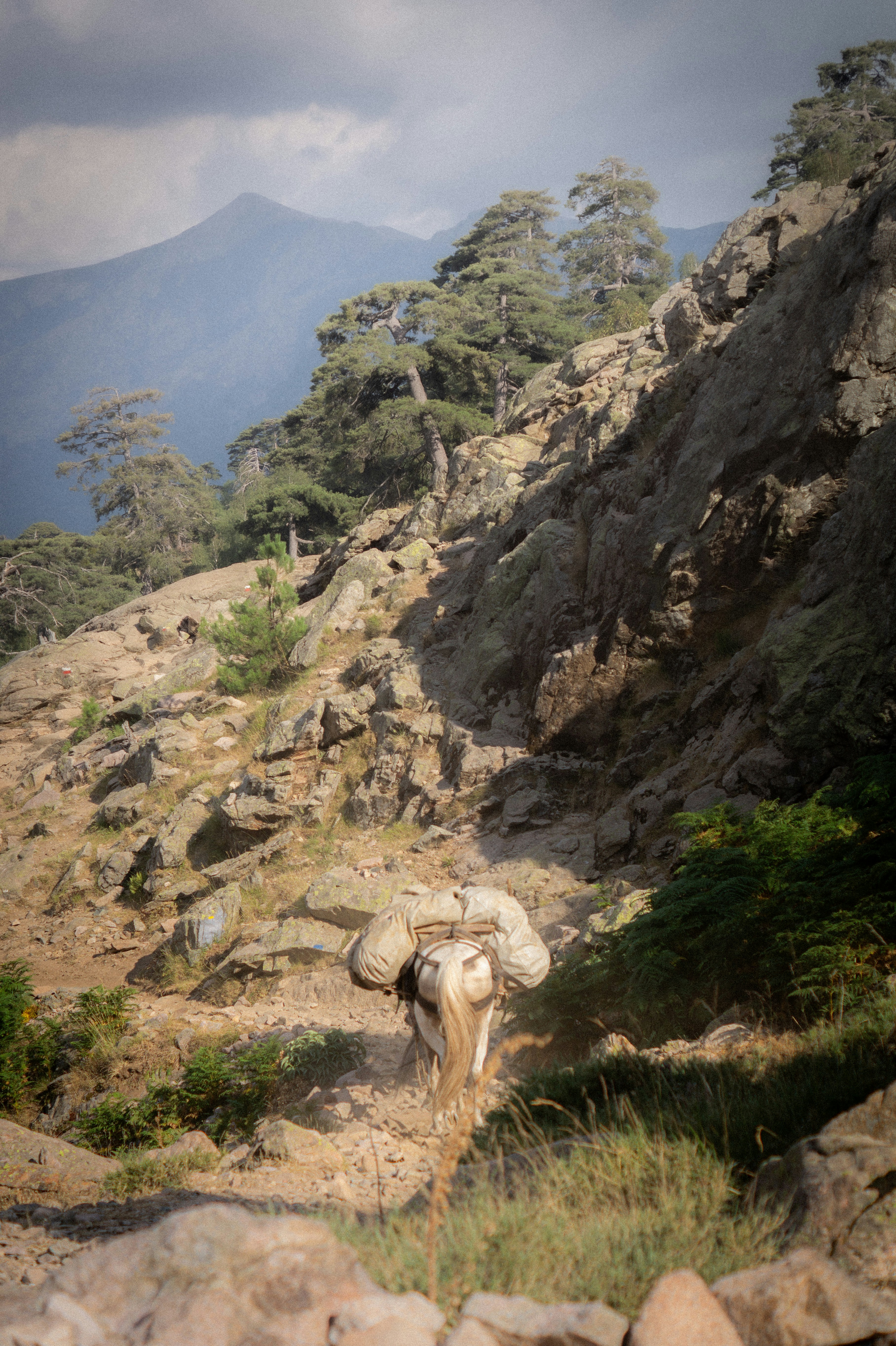 Un burro cargando cargas pesadas por un sendero de montaña rocosa.