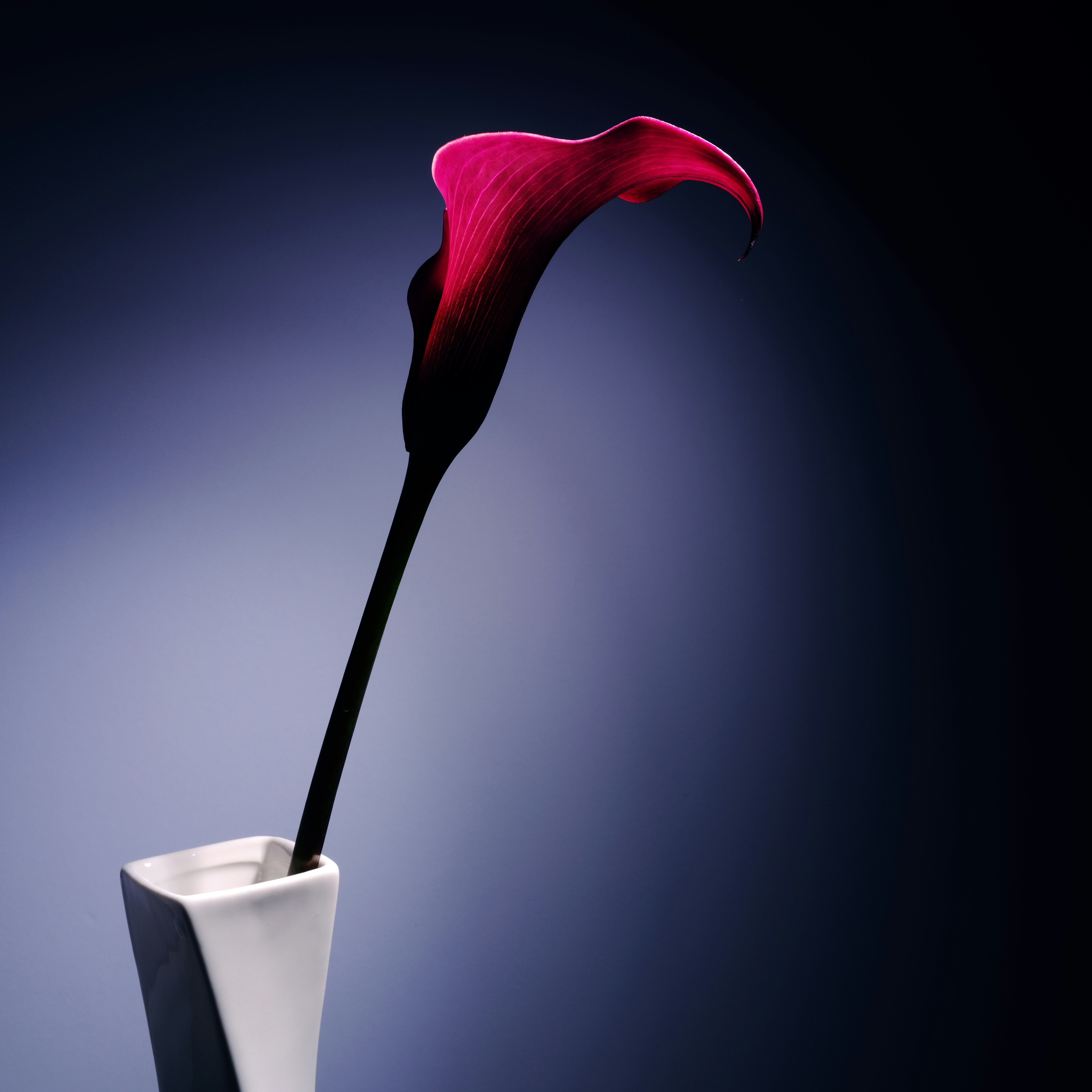 A single deep pink calla lily in a white vase.